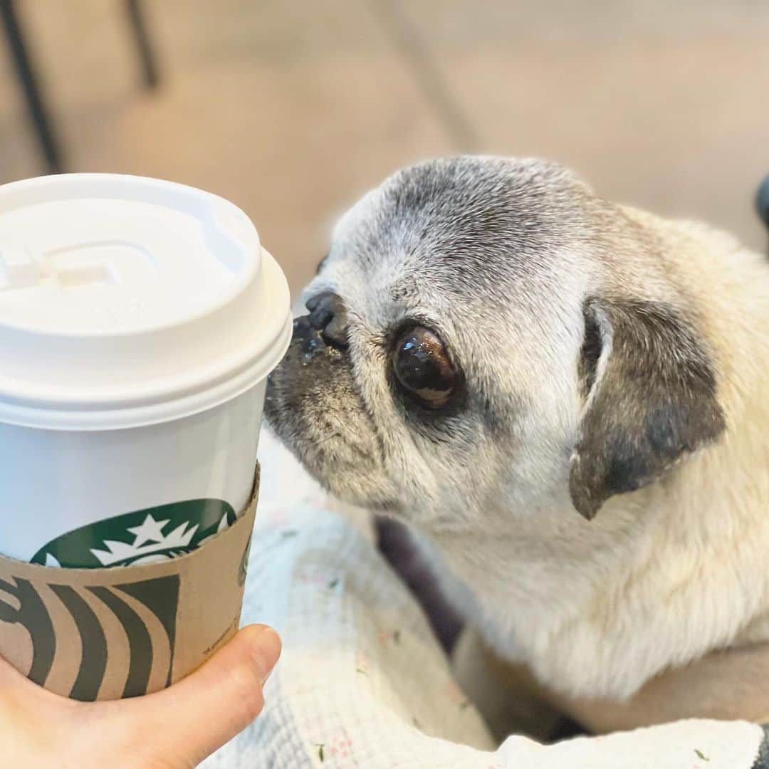 八兵衛のインスタグラム：「Hachibei☺️ Apr4,2023 * * はっちゃんとスタバ☕️ * *   #ほぼ黒パグ #おじいちゃん犬 #16歳6か月 #pug #puggy #puglife #puglove #petstagram #pugstagram #pugsofinstagram #pugs #dog #八兵衛 #はちべえ」