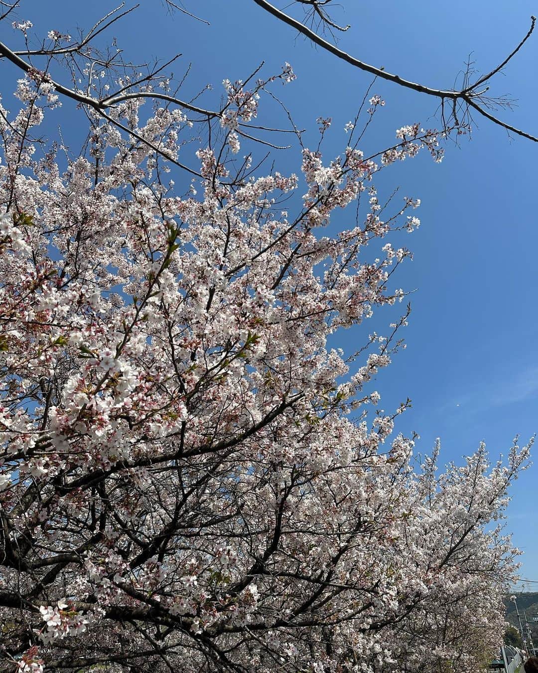 黒田絢子さんのインスタグラム写真 - (黒田絢子Instagram)「とっても美しい桜🌸 とってもいい匂いがする🍀 毎日ほんっっっまに忙しくて 大変やからこそ 桜にどれだけの価値があるか 手に取るようにわかった😌☀️ ありがとう💗  #お花見 #桜 #お散歩 #blossom #japan #japanese #すっぴん」4月7日 8時08分 - ayakokuroda_official