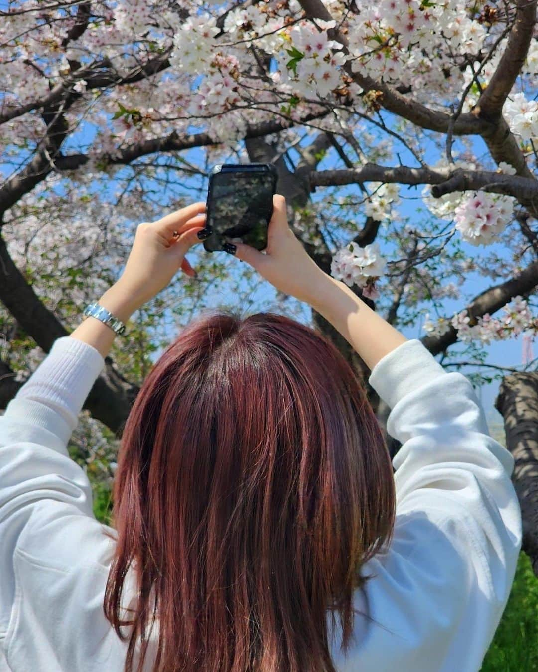 黒田絢子のインスタグラム：「とっても美しい桜🌸 とってもいい匂いがする🍀 毎日ほんっっっまに忙しくて 大変やからこそ 桜にどれだけの価値があるか 手に取るようにわかった😌☀️ ありがとう💗  #お花見 #桜 #お散歩 #blossom #japan #japanese #すっぴん」