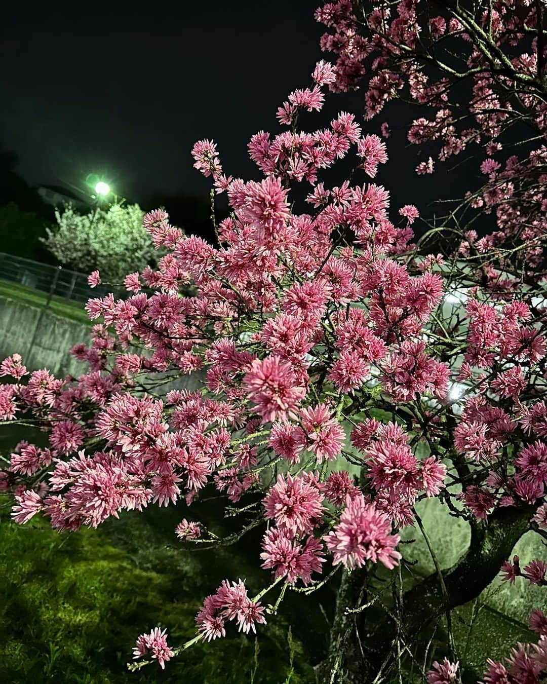黒田絢子さんのインスタグラム写真 - (黒田絢子Instagram)「spring💕💗🌸 2枚目の写真のお花Google先生に 聞いたらカーネーション言われた🤣！！ 絶対ちゃうやろ！！なになになに  #春 #お花 #spring」4月7日 8時13分 - ayakokuroda_official