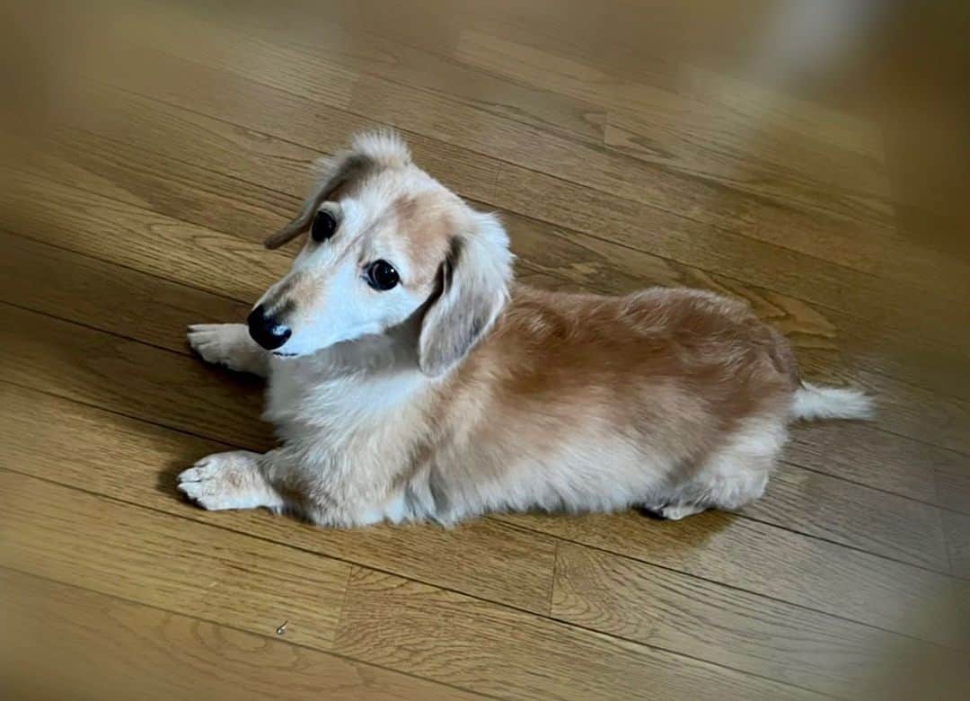 尾関梨香のインスタグラム：「お久しぶりのメロン🍈🦮 #相変わらず元気 #愛犬 #12歳 #わんちゃん」