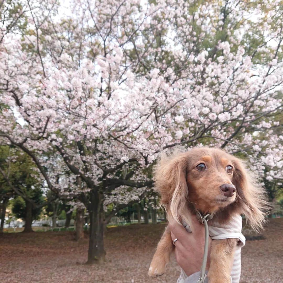 くるみんのインスタグラム：「* 今さらだけど桜との写真📷  今年は桜が咲いた後はお天気に恵まれず、散りはじめの桜散歩となりました。  あずきちゃん、なかなか📷見てくれないんだよねー。 ②仕方なく見た顔が…  #カニンヘンダックスの日常 #カニンヘンダックスフンド #カニンヘンダックスフント #カニンヘンダックスフンドチョコタン #カニンヘン #カニンヘンダックス #カニンヘンの会 #チョコタンダックスフント #チョコタンダックスフンド #チョコタンダックス #チョコタン #ダックスフントカニンヘン #ダックスフント #ダックスフンド #ダックス #ダックスの日常 #ダックスフンドカニンヘン #ダックス部 #ダックス短足部 #いぬばか部 #いぬすたぐらむ #短足部 #桜 #dachshund #dachs #dogstagram #dog #instagramdogs #inustagram #todayswanko」