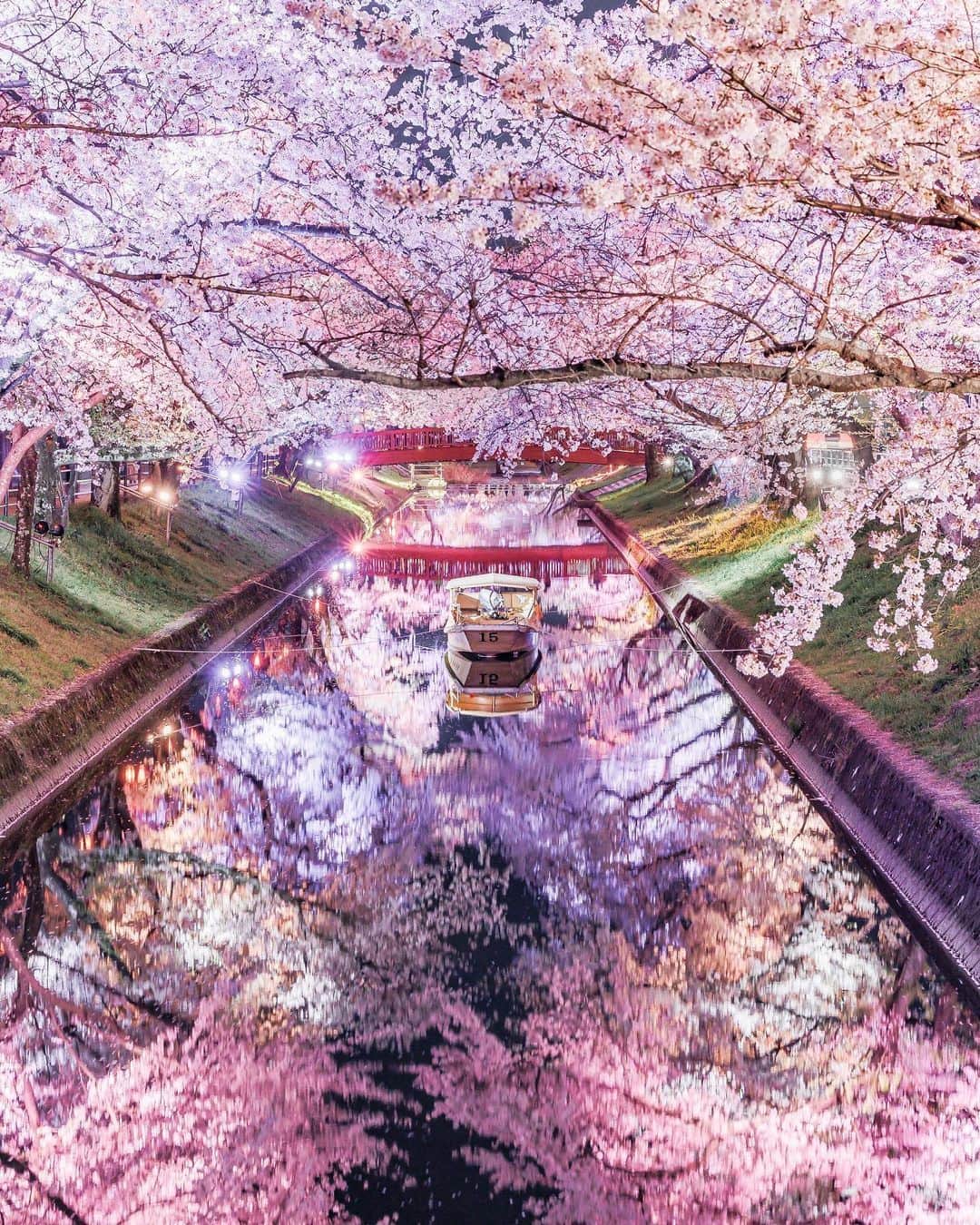 旅行メディア・じゃらん〈公式〉さんのインスタグラム写真 - (旅行メディア・じゃらん〈公式〉Instagram)「#大口町の五条川 愛知県の４つの市町村にわたり咲き誇る五条川沿いの桜並木。 今年はライトアップ開催。美しい夜桜も楽しめます。 ※ライトアップは、2023/4/8（土）まで . . ━━━━━━━━━━━━━━━ 📍 愛知県「大口町の五条川」 📷 @yukiii_fleur 📅 𝟹.𝟹𝟶 ━━━━━━━━━━━━━━━ . . 素敵なお写真をありがとうございました┈✈︎ . . ☑ 新型コロナウイルス感染症拡大防止の観点から、各自治体により 地域をまたいだ移動の自粛要請等が行われています。 ご利用の際には、あらかじめ最新の情報をご確認ください。また、感染拡大の防止に充分ご配慮いただくようお願いいたします。 ☑ #jalan_travel をつけて、ぜひ今までの旅行先の思い出写真を投稿してください。このアカウントでご紹介させていただきます。(じゃらんニュースでも紹介される可能性があります） . . . . . . #いつか行きたい #じゃらん #観光 #観光地 #観光スポット #旅行 #旅行好きな人と繋がりたい #旅行好き #japantravelphoto #japantrip #japantravel #国内旅行 #絶景 #絶景スポット #誰かに見せたい景色 #誰かに見せたい風景 #愛知 #愛知観光 #愛知旅行 #aichi #sakura #桜」4月7日 9時00分 - jalan_net