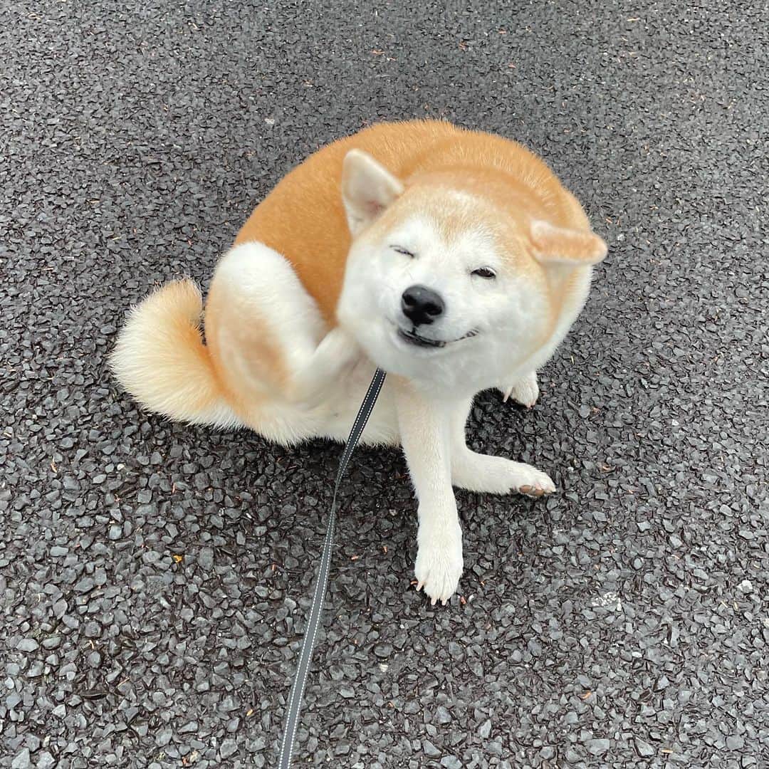 柴犬のモモさんのインスタグラム写真 - (柴犬のモモInstagram)「おはようございます。福々しい #いぬ #イヌ #犬 #柴犬 #赤柴 #日本犬 #犬バカ部 #柴犬マニア #ふわもこ部 #いぬら部 #癒しわんこ #犬のいる暮らし #柴犬のいる暮らし #口角キュキュッと部 #shibainu #shiba #shibadog #dogstagram #dogsofinstagram #shibastagram #shibasofinsagram #shibamania #inu #instadog」4月7日 9時00分 - shi_ba_i_nu_momo
