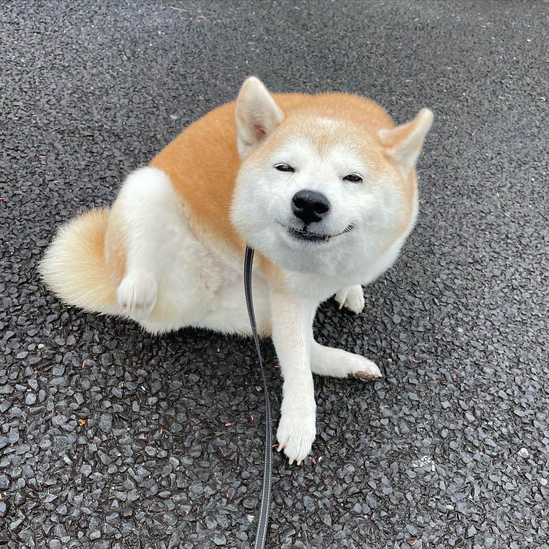 柴犬のモモさんのインスタグラム写真 - (柴犬のモモInstagram)「おはようございます。福々しい #いぬ #イヌ #犬 #柴犬 #赤柴 #日本犬 #犬バカ部 #柴犬マニア #ふわもこ部 #いぬら部 #癒しわんこ #犬のいる暮らし #柴犬のいる暮らし #口角キュキュッと部 #shibainu #shiba #shibadog #dogstagram #dogsofinstagram #shibastagram #shibasofinsagram #shibamania #inu #instadog」4月7日 9時00分 - shi_ba_i_nu_momo