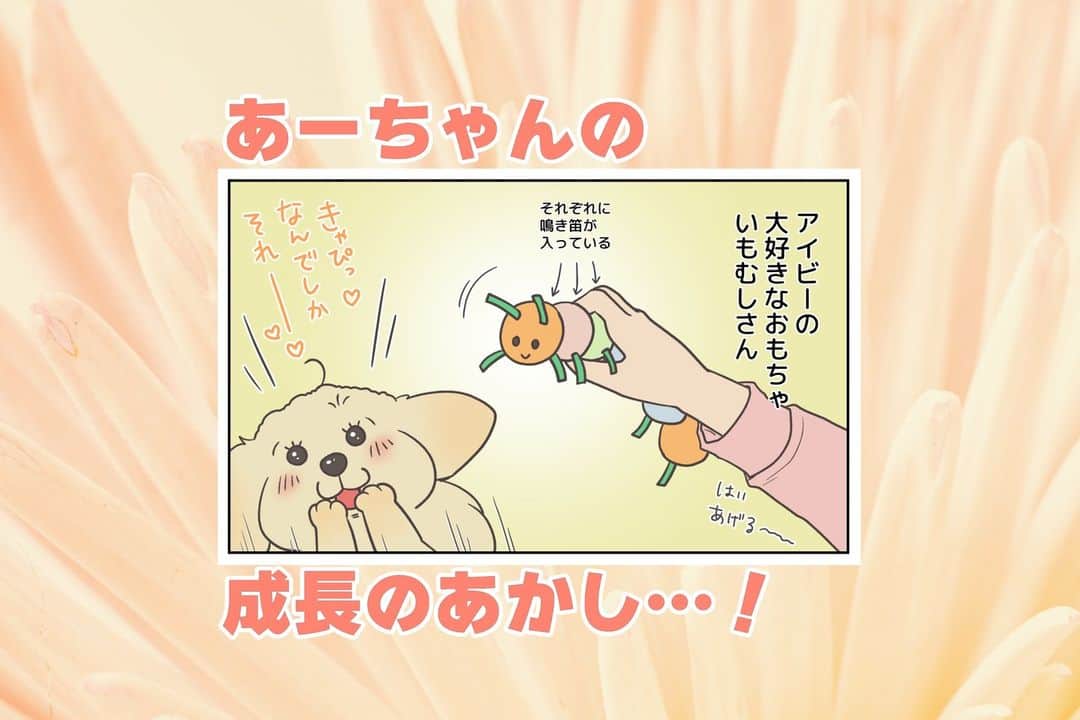 餅付きなこのインスタグラム：「アイビーは６ヶ月になりました♡  先日、病院で狂犬病予防接種も受けて、来月から飲ませるフィラリア予防&ノミ・ダニ予防のおくすりももらってきたよ。  フィラリアのおくすりは体重で大きさが変わるのですが、アイビーはもうかなり大きくて以前アーティが飲んでるものと一緒のお薬が出ました。お薬の量は一人前！  そんなアイビーが今でも大好きなおもちゃの一つに、今回漫画に出てきたイモムシさんがあります。  成長するにつれて鳴る音がたくさんになってきて可愛かったなぁ〰♡ 今でも楽しくイモムシさんで遊んでます！  写真はまだ２～３ヶ月くらいのころ のイモムシさんとアイビーです😊  #漫画 #イラスト #犬漫画 #絵日記 #エッセイ漫画 #コミックエッセイ#マンガ #日常漫画 #ゴールデンレトリバー #goldenretriever #ゴールデンレトリーバー #犬と生活 #4コマ漫画 #犬 #dog #dogstagram #instadog #わんこ #ふわもこ部 #いぬ #ilovemydog #いぬのきもち #大型犬 #大型犬のいる生活 #まめとアーティ #餅付きなこ #おさんぽですし！」
