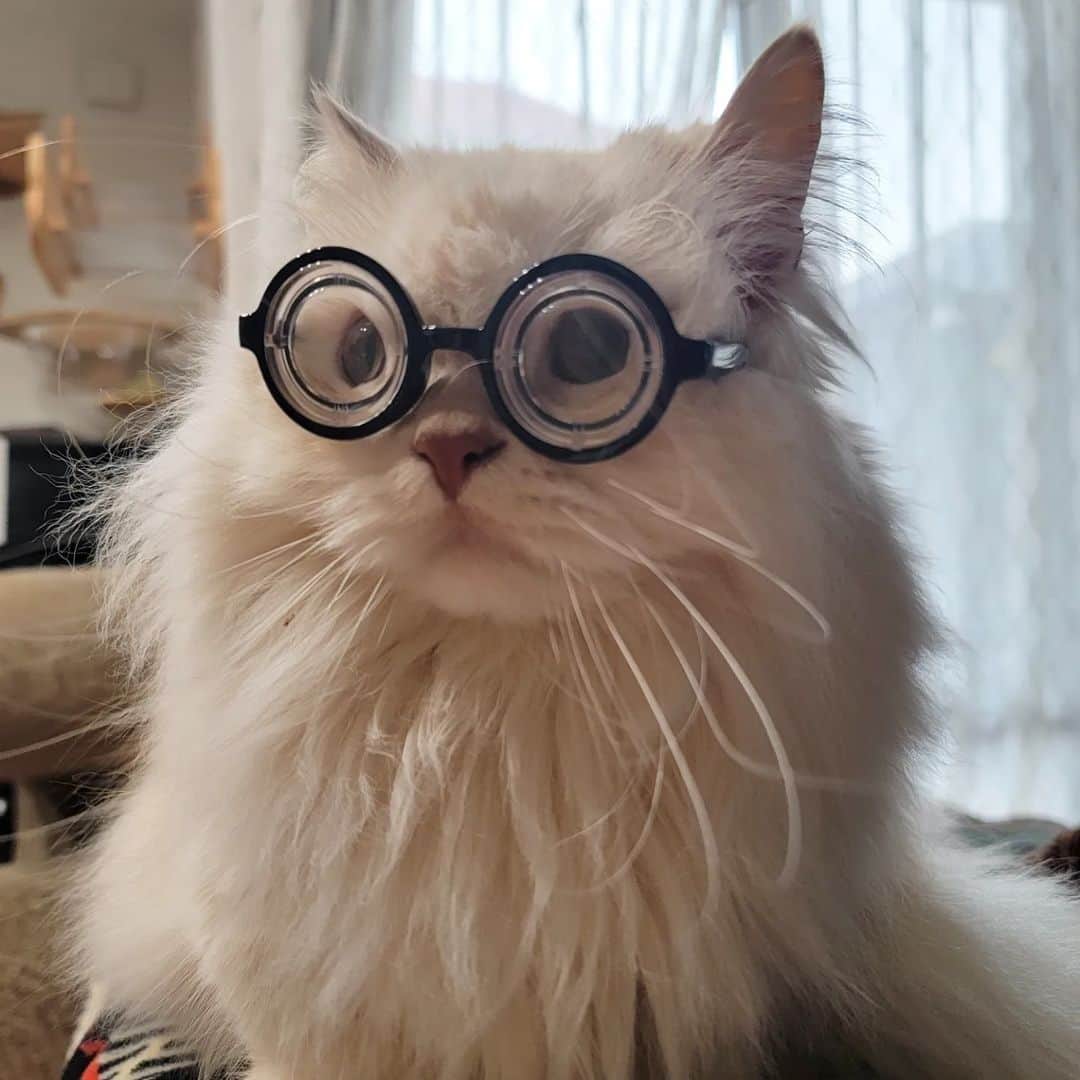 PECOねこ部のインスタグラム