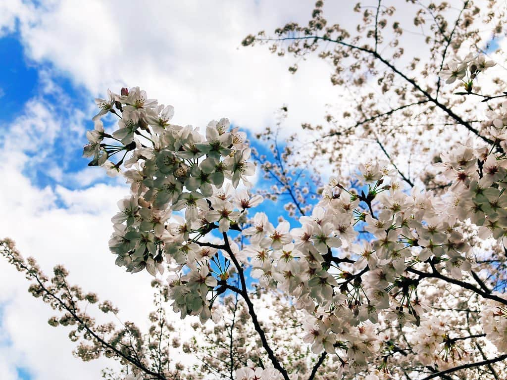 藤原絵里さんのインスタグラム写真 - (藤原絵里Instagram)「・ 満開🌸 ・ #桜 #春 #CHERRYBLOSSOM #満開」4月7日 20時59分 - erifujiwara0523