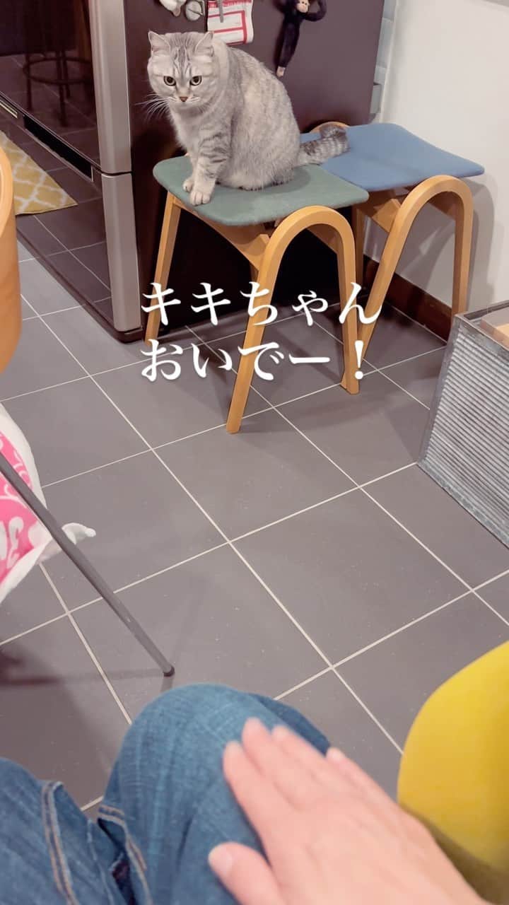 益子直美のインスタグラム：「キキちゃーん！ おいでー！膝の上！  本当にいい子🐈  #ねこ  #保護猫  #キキちゃん  #ねこすたぐらむ #きゅんです  #きゅんですシリーズ」