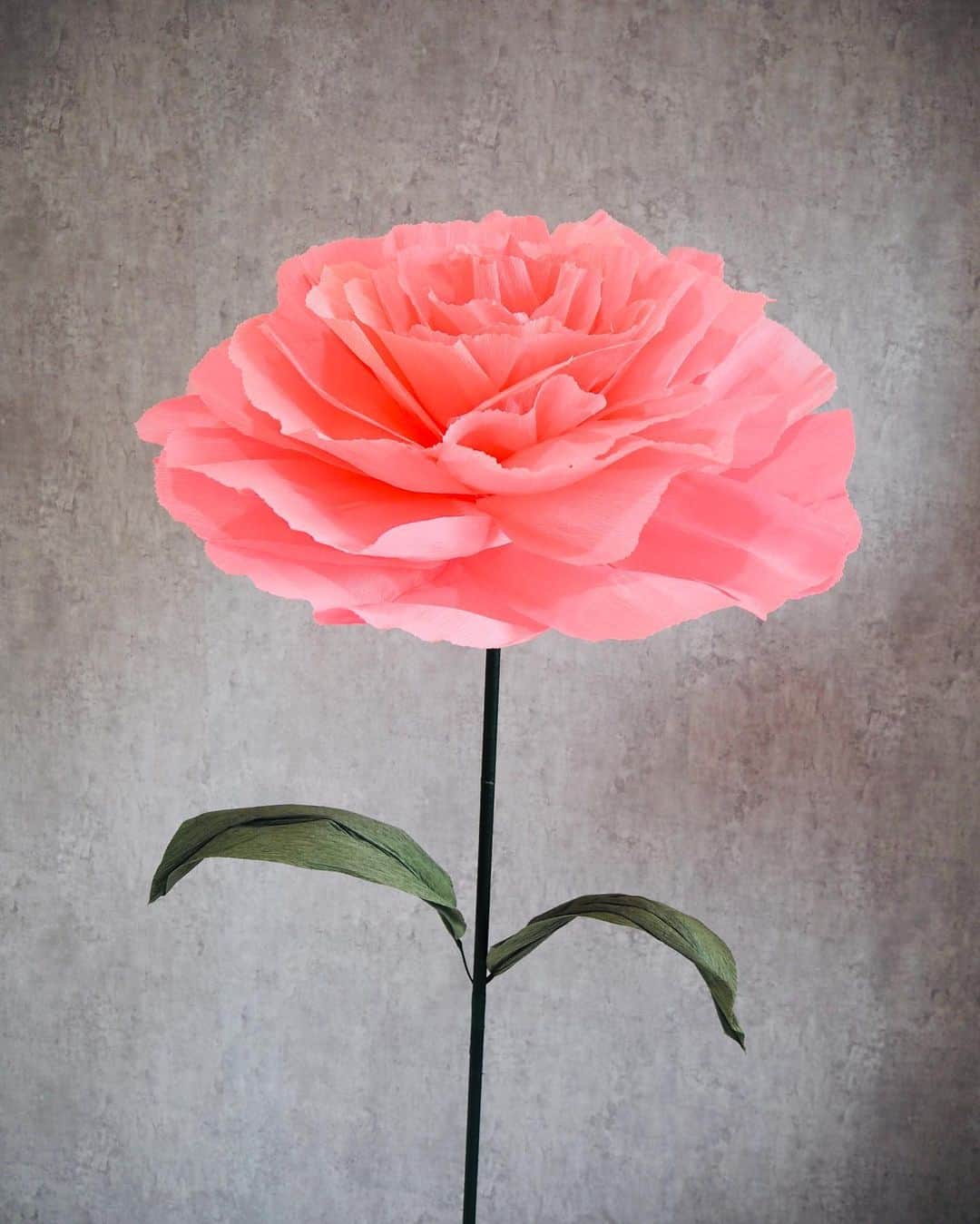 のインスタグラム：「カーネーション  春はお花の季節。 桜は散り始めてしまいましたが、道を歩いているとパンジーやネモフィラやルピナス、色とりどりのお花を見る事が出来ます。  そして、来月には… ゴールデンウィークの後で忘れがちですが、忘れてはいけないイベント、「母の日」があります。  大切なお母さんに、 日頃の感謝の思いを伝えたり贈ることができる特別な1日です。  2023年の母の日は、5月14日(日)  母の日の由来は諸説ありますが、アメリカで、ある女性が母の命日に教会でカーネーションを贈ったことが起源とされています。  母の日といえば、やっぱりお花のプレゼントを考えていらっしゃる方が多いのではないでしょうか。  カーネーションには「母性愛」という意味があります。  G+flowerでは、さまざまな大きさのカーネーションをご用意してます。  お気軽にお問合せ下さい🙇‍♀️  【G+flower】 HP  https://www.g-flower.club/ ブログ　https://ameblo.jp/giant-flower/ Tel: 03-6820-0738(平日9:00〜16:00) Mail: support@g-flower.club  #ジャイアントフラワー #イベント装飾　#ジャイアントフラワーレッスン　#ジャイアントフラワー教室　#会場装飾　#誕生日装飾　#母の日　#カーネーション　#オリジナルフラワー　#母の日の贈り物 #母の日プレゼント」
