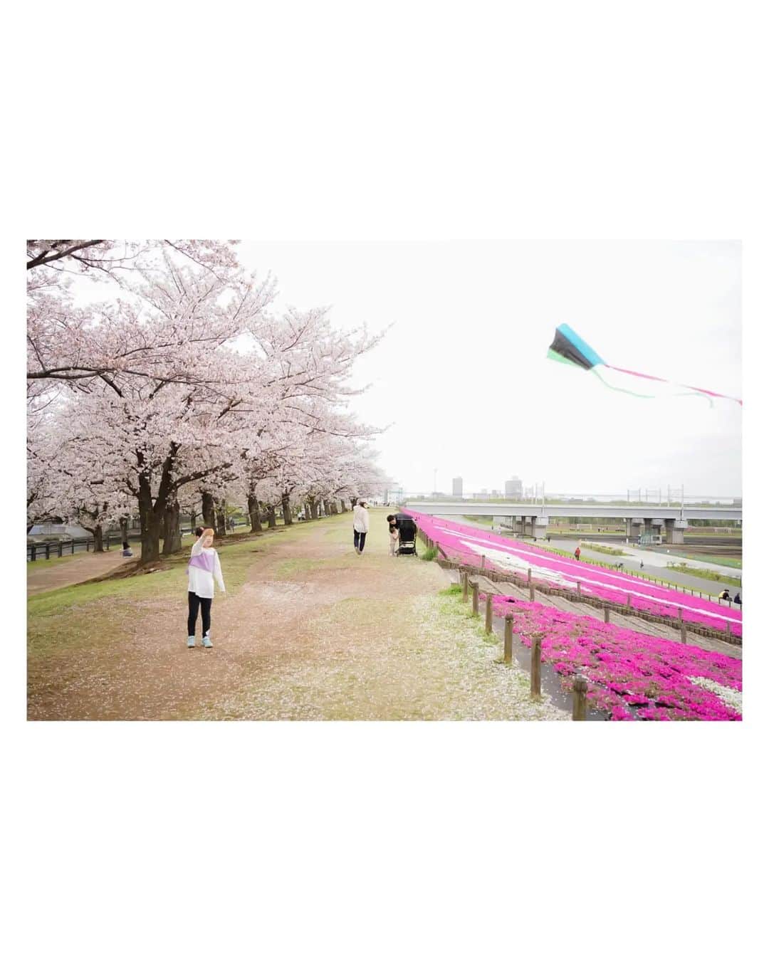石井寛子さんのインスタグラム写真 - (石井寛子Instagram)「どったんばったん。そんな春休みが もうすぐ終わる！！！  3人きりで 桜とおむすびとビールにカメラ。 映えとは程遠いお花見。  みなが等身大でいられる とても心地よい時間でした🌸  また来年も。 のんびりだらだら 我が子と桜を愛でたいな☺️  #お花見　#桜　#のほほん #こどもと暮らす　#二歳差育児　 #ママフォトグラファー　#ママカメラマン #ファインダー越しの私の世界 #写真すきな人と繋がりたい 　#sonya7iii #マイタムロンレンズ」4月7日 20時55分 - ishiihiroko