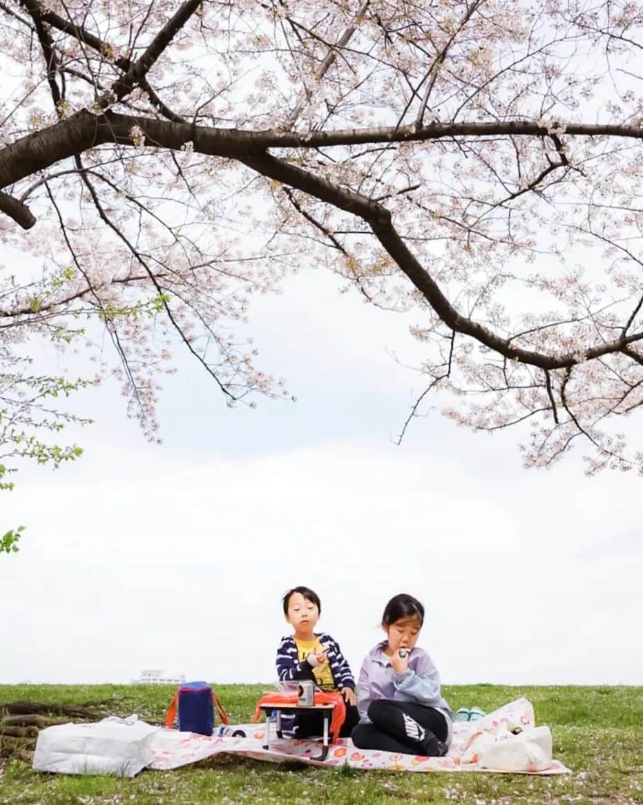 石井寛子のインスタグラム：「どったんばったん。そんな春休みが もうすぐ終わる！！！  3人きりで 桜とおむすびとビールにカメラ。 映えとは程遠いお花見。  みなが等身大でいられる とても心地よい時間でした🌸  また来年も。 のんびりだらだら 我が子と桜を愛でたいな☺️  #お花見　#桜　#のほほん #こどもと暮らす　#二歳差育児　 #ママフォトグラファー　#ママカメラマン #ファインダー越しの私の世界 #写真すきな人と繋がりたい 　#sonya7iii #マイタムロンレンズ」