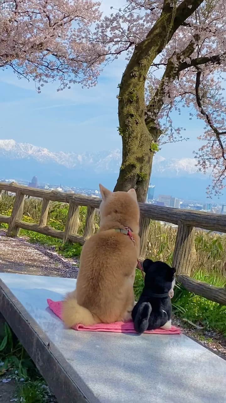 柴犬 けんしろう ゆりあのインスタグラム：「🌸🐶🏔🐶🌸  ありがとう、富山。  富山の春の景色と 父母姉、親友と過ごす時間 全てが私の癒し☕️  次は秋。 とにかく家族みんな(🐶🐱も含め) 何事もなく元気に再会できますように🙏  もちろんその時はお空の ガクおじさんとけんちゃんも一緒にね🐶🐶🌈  #立山連峰 #ソメイヨシノ  #cherryblossom  #富山 #toyama  #柴犬 #shiba #元保護犬 #保護犬を家族に」