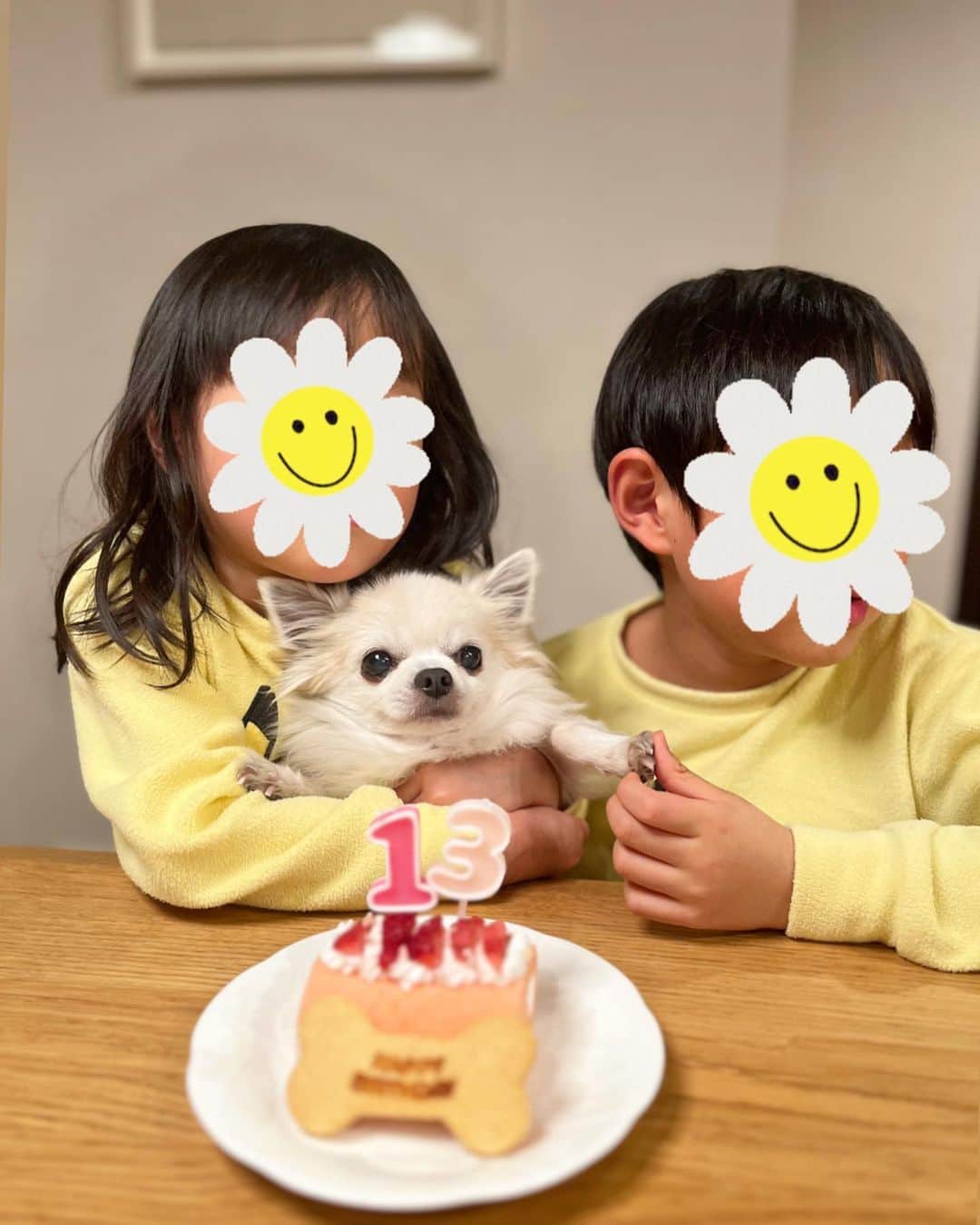 八木麻紗子さんのインスタグラム写真 - (八木麻紗子Instagram)「. 愛犬ボルト、13歳🐾  年々動きがゆっくりになってきているけど、 お散歩で他のワンちゃんに出会うと ごきげんになるのは変わらない。  子どもたちも大好きなボルト。 長生きしておくれ。  #ロングコートチワワ  #犬のいる暮らし」4月7日 19時32分 - yagi_masako