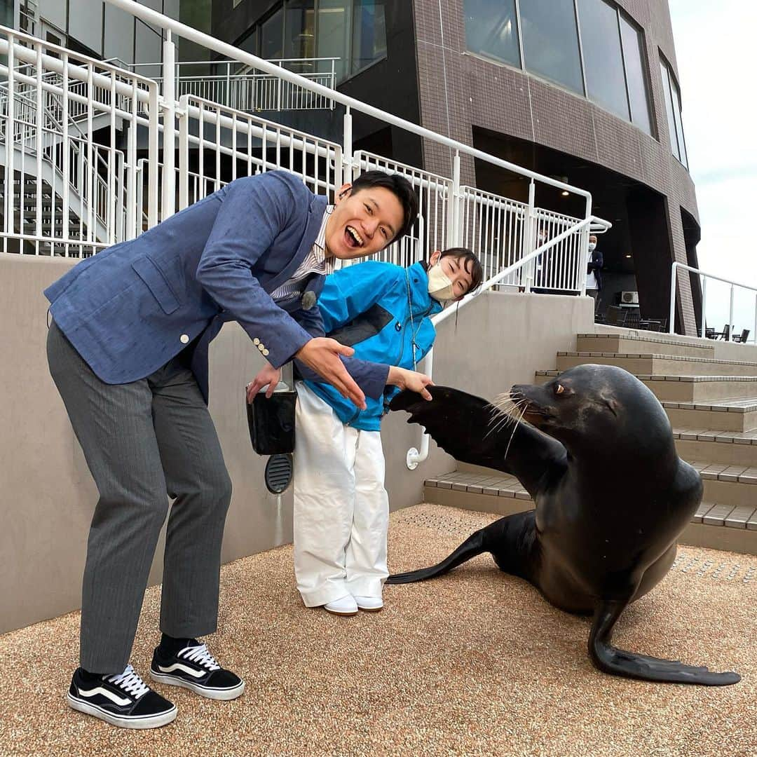 高柳光希のインスタグラム：「. 本日の中継はアクアワールド大洗からでした🐟🐠🦈  カリフォルニアアシカの プリンちゃんとゴエモンくん🦭🦭  迫力満点のパフォーマンス 皆さんもぜひ見に行ってみてください☺️  中継後にゴエモンくんと飼育員の清水さんと📸🤝  #Nスタ #すたすた中継 #アクアワールド大洗 #アシカ  #プリンちゃん #ゴエモンくん」