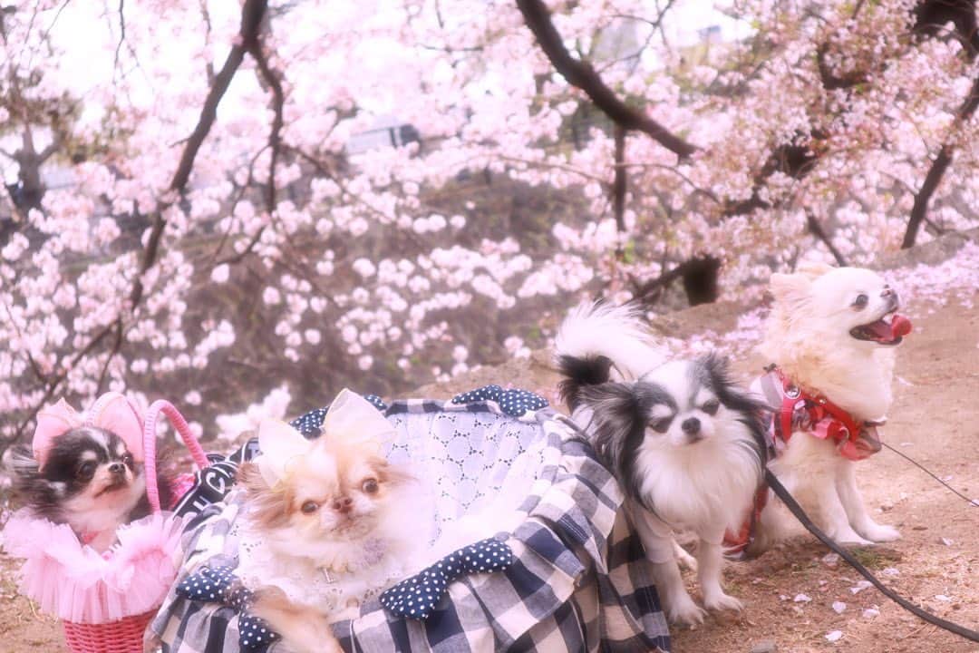 kayoのインスタグラム：「* *  * 今年もみんなでお花見できてよかった😊🌸 * * うらら🌸らいち🌸みぴ🌸ばにら🌸 * * #桜 #お花見 #チワワ #chihuahua * * *」