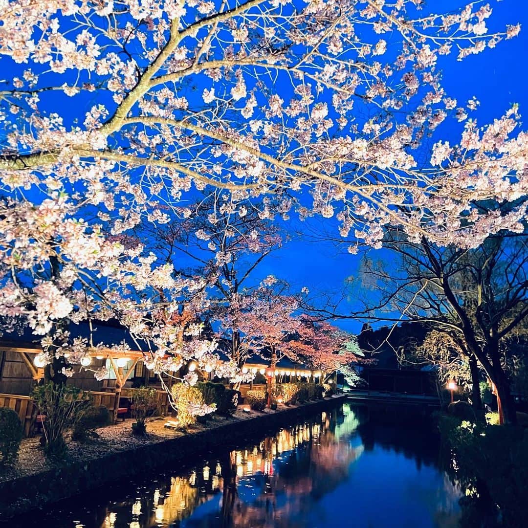江戸ワンダーランド 日光江戸村のインスタグラム：「・ 夜桜| Illuminated cherry blossoms at night🌙 夢で逢いましょう。Let's meet in a dream. ・　 ・ #edo #edowonderland #nikko #hanami  #桜 #夜桜 #お花見 #いざ江戸へドロン #江戸の風景 #春の江戸 #江戸人 #日光 #テーマパーク #江戸時代 #江戸ワンダーランド日光江戸村」
