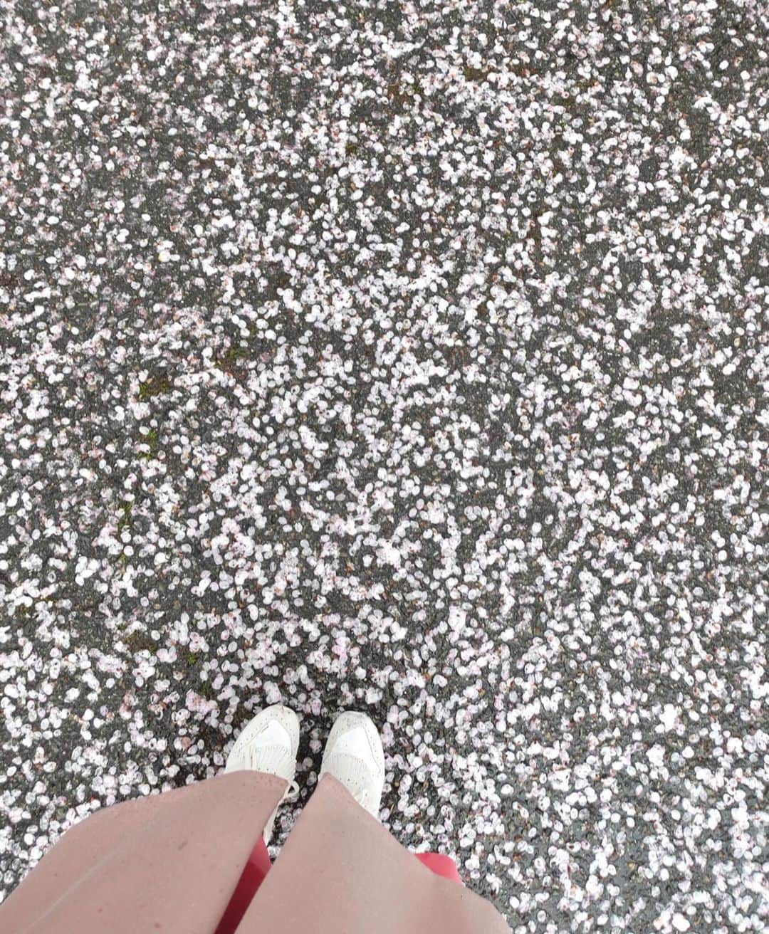 的場絢香さんのインスタグラム写真 - (的場絢香Instagram)「* ⁡ 新年度最初の旅したがーるは 穴水町の〝能登鹿島駅〟へ！ (朝どれの映像をお届けするという  新しいスタイルでした♩) ⁡ 桜の名所としても知られ 能登さくら駅の愛称で親しまれています🚃🌸 ⁡ いま約100本のソメイヨシノが満開！ 線路を覆うように咲く桜はトンネルのよう🛤 ⁡ 傘についた花びらもキレイで 雨ならではのお花見が楽しめました🌂♡ ⁡ _ _ _ #石川テレビ #旅したがーる #石川県 #能登 #能登鹿島駅 #能登さくら駅 #桜スポット」4月7日 19時38分 - ayaka_matoba