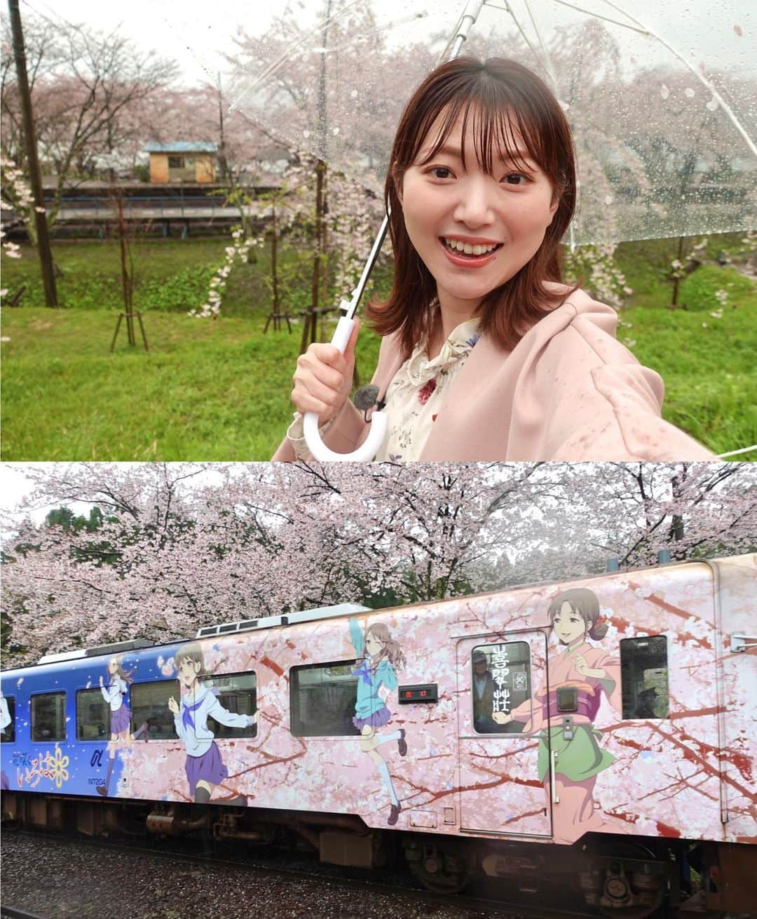 的場絢香さんのインスタグラム写真 - (的場絢香Instagram)「* ⁡ 新年度最初の旅したがーるは 穴水町の〝能登鹿島駅〟へ！ (朝どれの映像をお届けするという  新しいスタイルでした♩) ⁡ 桜の名所としても知られ 能登さくら駅の愛称で親しまれています🚃🌸 ⁡ いま約100本のソメイヨシノが満開！ 線路を覆うように咲く桜はトンネルのよう🛤 ⁡ 傘についた花びらもキレイで 雨ならではのお花見が楽しめました🌂♡ ⁡ _ _ _ #石川テレビ #旅したがーる #石川県 #能登 #能登鹿島駅 #能登さくら駅 #桜スポット」4月7日 19時38分 - ayaka_matoba