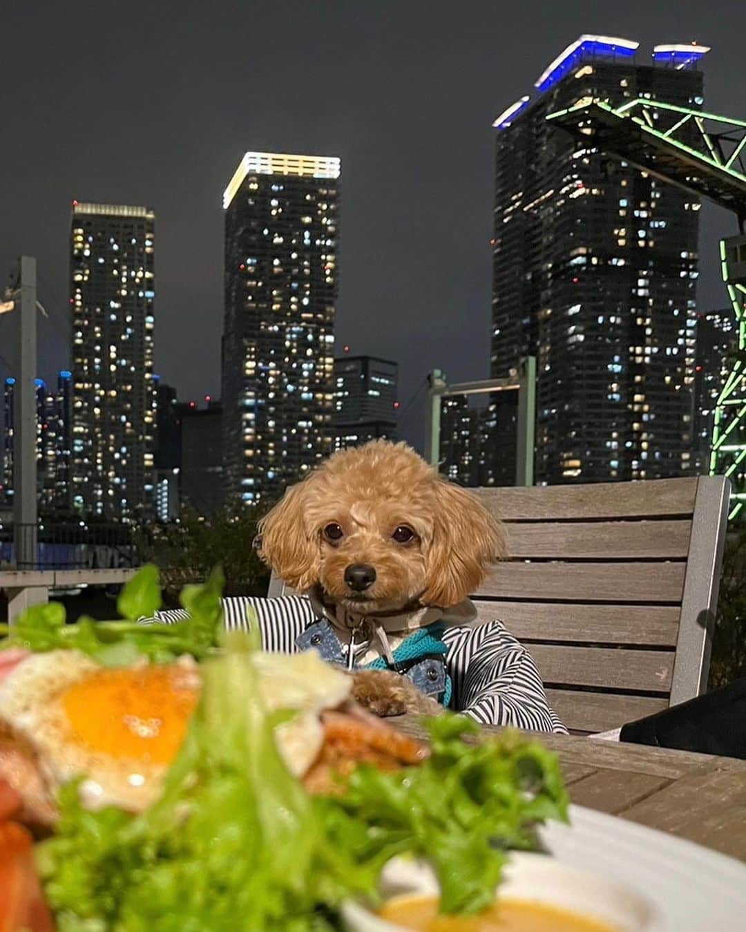 中山莉子のインスタグラム：「→ ご飯を待ってるウク君🐶🤍 ⁡ #愛犬 #わんこ #犬のいる暮らし #癒し #可愛い #マルプー #dog#pet #dogstagram#instadog」