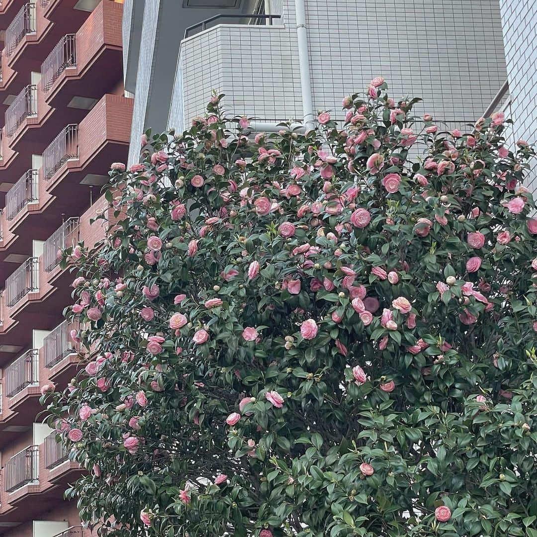 福田花音さんのインスタグラム写真 - (福田花音Instagram)「お花すきだな〜〜」4月7日 19時44分 - kanon_fukuda