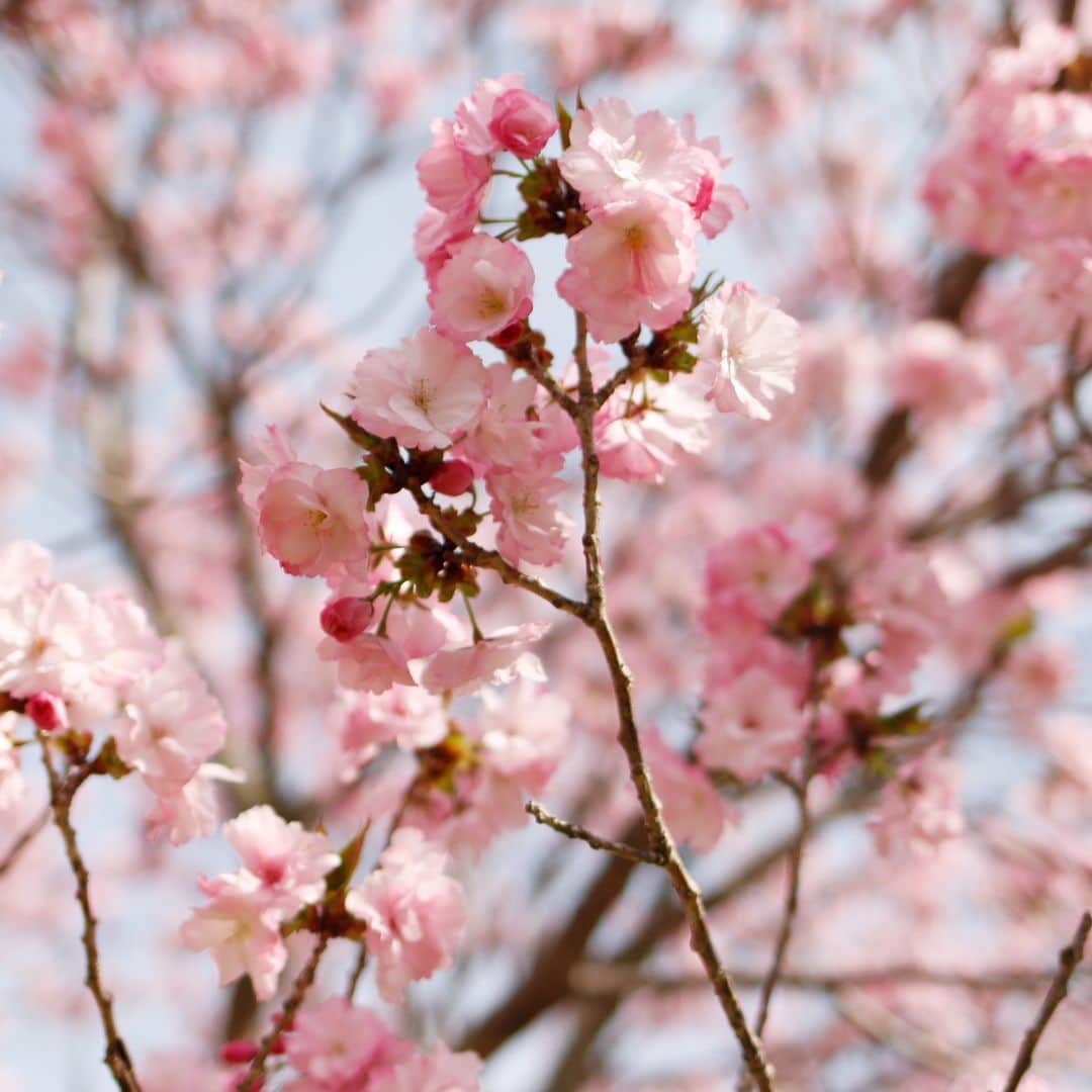 中川政七商店さんのインスタグラム写真 - (中川政七商店Instagram)「奈良公園の鹿さんたちは、なんだか眠気眼。 桜に浮かれて活気づく人間なんてよそに、 あたたかな春の日差しにうっとりしています。  桜の名所100選にも選ばれる奈良公園。 広大な公園では、3月下旬から5月上旬頃まで 次々に咲いていく多彩な桜が楽しめます。  皆さんは、「ディアライン」という言葉を 聞いたことはありますか？ 奈良公園では、木々の2ｍほど下の部分は 枝や葉っぱが全然ありません。 というのは、鹿が届く約2ｍの高さまでは 鹿が枝葉を食べてしまっているから。 桜の花も同じように、まるでおかっぱ頭のように 鹿による剪定が行われているんです。  ‐‐‐‐‐‐‐ 鹿猿狐ビルヂング 所在地：奈良県奈良市元林院町22番（近鉄奈良駅より徒歩7分）  ▶ハンカチ／￥1,320～ ▶刺繍サービス／￥550 ※「桜と藤」の刺繍は、鹿猿狐ビルヂング内 奈良本店のみの限定品です。 ‐‐‐‐‐‐‐  🦌お買い物はプロフィールリンクまたは画像をタップ。@nakagawamasa7  🦌渋谷店では代引きを承っております(03-6712-6148)  ． 日本の工芸が教えてくれる 暮らしかた、生きかた。  Japan’s kogei. Teaching us how to live how to be. ．  #中川政七商店 #nakagawamasashichi  #季節を楽しむ #桜 #さくら #桜の香り #桜の花 #花のある暮らし #花のある生活 #季節の花 #cherryblossom #flowerstagram #春の花  #春 #奈良 #奈良観光 #奈良公園 #奈良の鹿」4月7日 19時52分 - nakagawamasa7