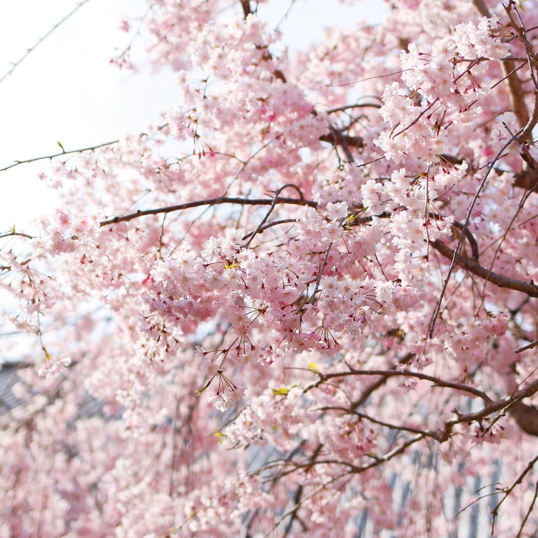 中川政七商店さんのインスタグラム写真 - (中川政七商店Instagram)「奈良公園の鹿さんたちは、なんだか眠気眼。 桜に浮かれて活気づく人間なんてよそに、 あたたかな春の日差しにうっとりしています。  桜の名所100選にも選ばれる奈良公園。 広大な公園では、3月下旬から5月上旬頃まで 次々に咲いていく多彩な桜が楽しめます。  皆さんは、「ディアライン」という言葉を 聞いたことはありますか？ 奈良公園では、木々の2ｍほど下の部分は 枝や葉っぱが全然ありません。 というのは、鹿が届く約2ｍの高さまでは 鹿が枝葉を食べてしまっているから。 桜の花も同じように、まるでおかっぱ頭のように 鹿による剪定が行われているんです。  ‐‐‐‐‐‐‐ 鹿猿狐ビルヂング 所在地：奈良県奈良市元林院町22番（近鉄奈良駅より徒歩7分）  ▶ハンカチ／￥1,320～ ▶刺繍サービス／￥550 ※「桜と藤」の刺繍は、鹿猿狐ビルヂング内 奈良本店のみの限定品です。 ‐‐‐‐‐‐‐  🦌お買い物はプロフィールリンクまたは画像をタップ。@nakagawamasa7  🦌渋谷店では代引きを承っております(03-6712-6148)  ． 日本の工芸が教えてくれる 暮らしかた、生きかた。  Japan’s kogei. Teaching us how to live how to be. ．  #中川政七商店 #nakagawamasashichi  #季節を楽しむ #桜 #さくら #桜の香り #桜の花 #花のある暮らし #花のある生活 #季節の花 #cherryblossom #flowerstagram #春の花  #春 #奈良 #奈良観光 #奈良公園 #奈良の鹿」4月7日 19時52分 - nakagawamasa7