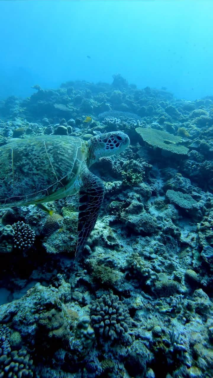 おきなわLikesのインスタグラム：「⁡ 沖縄の海にも春がきてますよー🐢🌸 ⁡ みなさまそれぞれの新しいスタートライン、ドキドキしますよね！ ⁡ ウミガメのようによんなーよんなー着実に。 ちばっていきましょー！ ⁡ ⁡ ✜ 𖣯 ✜ 𖣯 ✜ 𖣯 ✜ 𖣯 ✜ 𖣯 ✜ 𖣯 ✜ 𖣯 ✜ 𖣯 ✜ ⁡ 沖縄のこと、「ちょっと好き」から「もっと好き」に。   フォローしてね🌺 @okinawa_likes ⁡ ✜ 𖣯 ✜ 𖣯 ✜ 𖣯 ✜ 𖣯 ✜ 𖣯 ✜ 𖣯 ✜ 𖣯 ✜ 𖣯 ✜   #おきなわLikes #沖縄 #沖縄観光 #沖縄旅行 #沖縄好きな人とつながりたい #okinawa #沖縄の海　#アオウミガメ　#ダイビング」