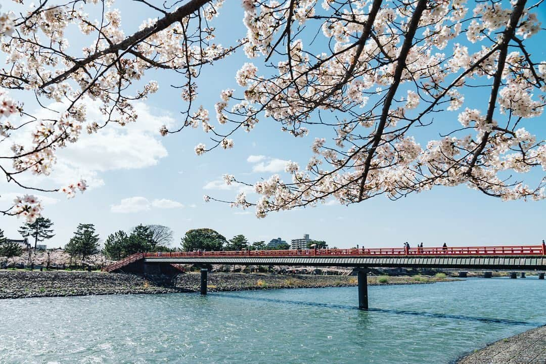 京都いいとこフォトさんのインスタグラム写真 - (京都いいとこフォトInstagram)「. 宇治川の流れに彩りを添える、宇治橋上流の桜。 多くの人々の目を楽しませていました。 . Cherry blossoms upstream of Uji Bridge add color to the flow of the Uji River. Many people enjoyed the sight of the cherry blossoms. . Date:2023.3.28 Location:#宇治橋上流 #ujiriver Photo:@iharalba .」4月7日 19時55分 - kyoto_iitoko