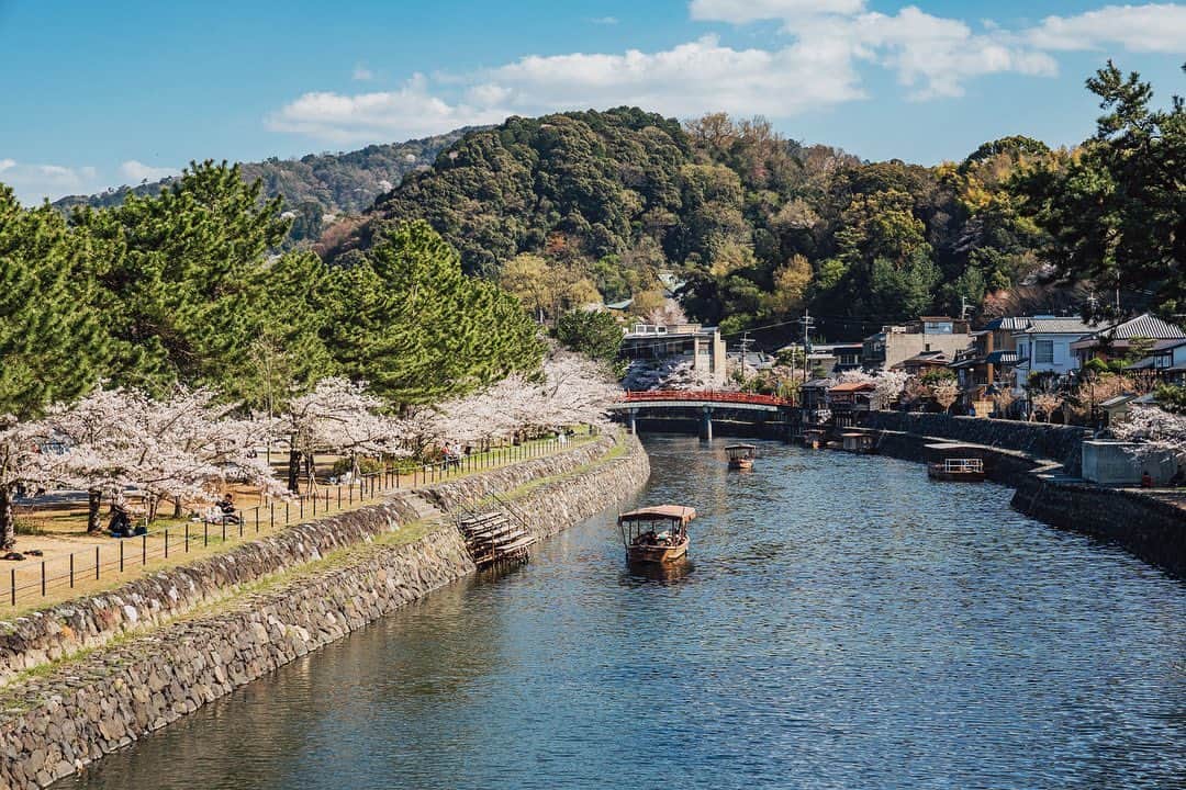 京都いいとこフォトのインスタグラム：「. 宇治川の流れに彩りを添える、宇治橋上流の桜。 多くの人々の目を楽しませていました。 . Cherry blossoms upstream of Uji Bridge add color to the flow of the Uji River. Many people enjoyed the sight of the cherry blossoms. . Date:2023.3.28 Location:#宇治橋上流 #ujiriver Photo:@iharalba .」