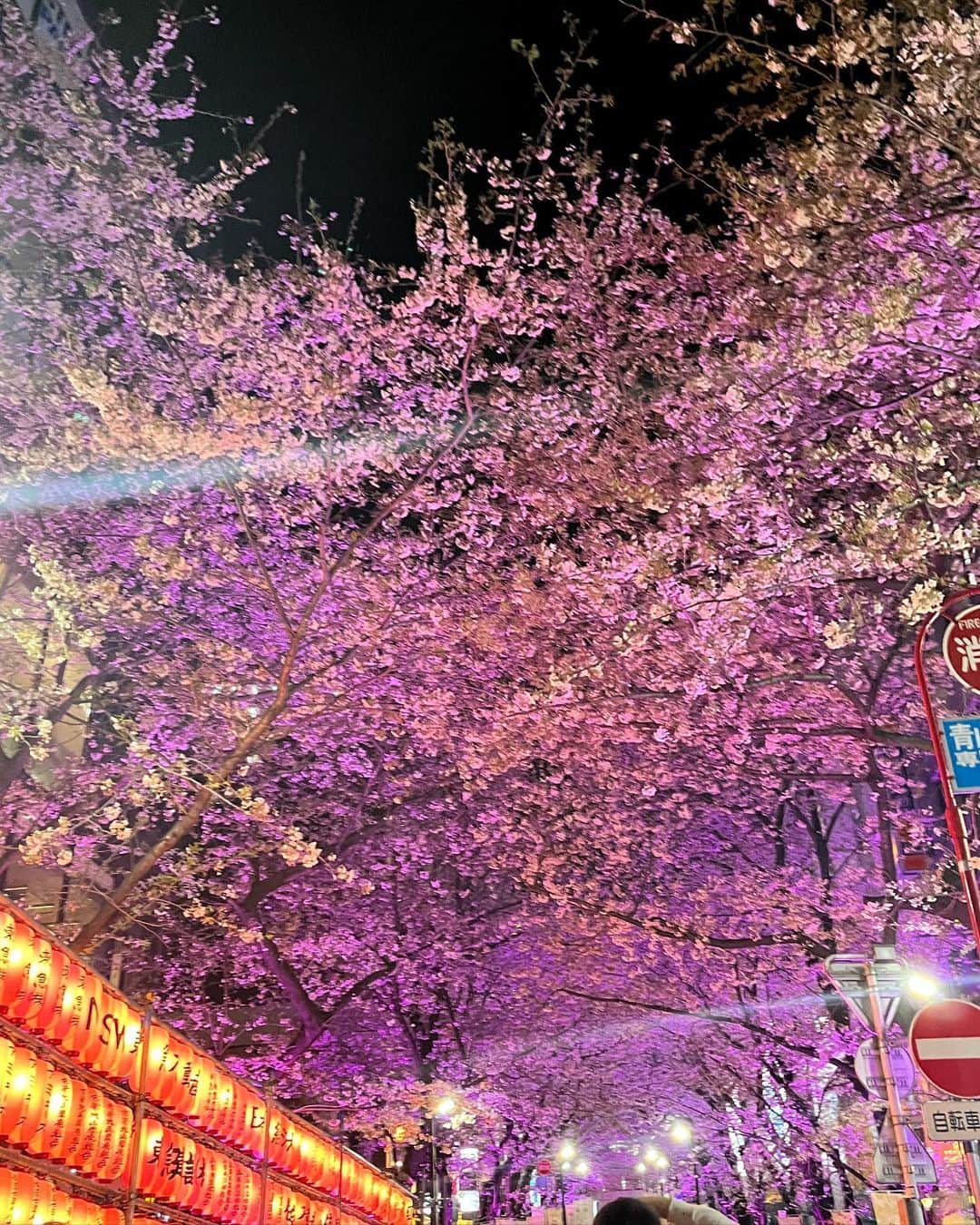 日下このみさんのインスタグラム写真 - (日下このみInstagram)「さいきんのおぴんくしりーず👩🏼‍🎤  春＝桜だから ピンクにしたんじゃないよ、  春と桜が私に合わせてきたんだよ  🙃？」4月7日 20時23分 - konomi_kusaka