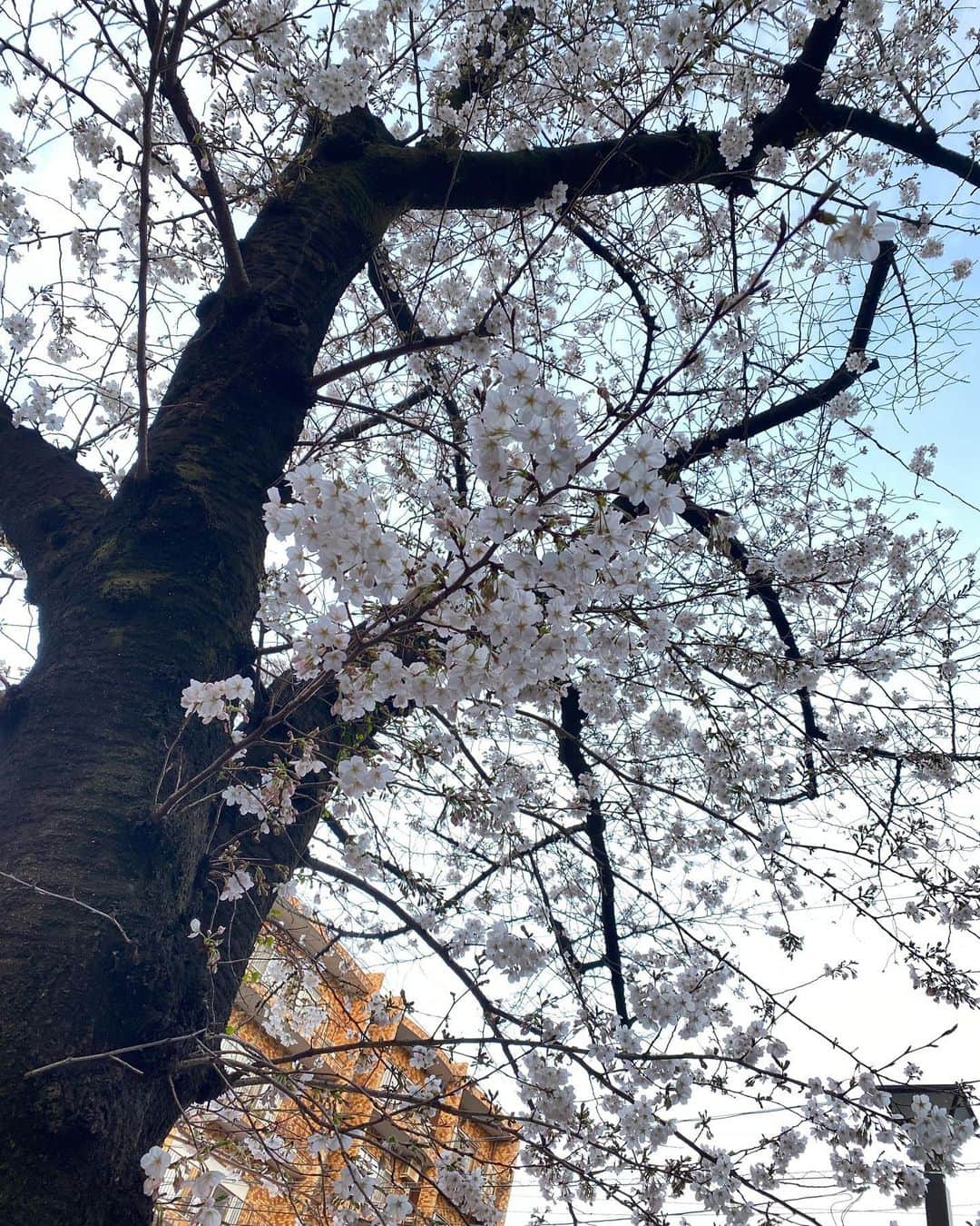 山口はのんさんのインスタグラム写真 - (山口はのんInstagram)「🌸☔️🤍 . . . 今年は沢山桜を見に行くことが出来ました🌸 . . 雨が多かったけど綺麗でした 来年も綺麗な桜みれますよーに！ . . 1枚目のって桜？まあ綺麗だからいっか！🤣 ↑ 八重桜みたいです🌸」4月7日 20時24分 - hanon_0_7