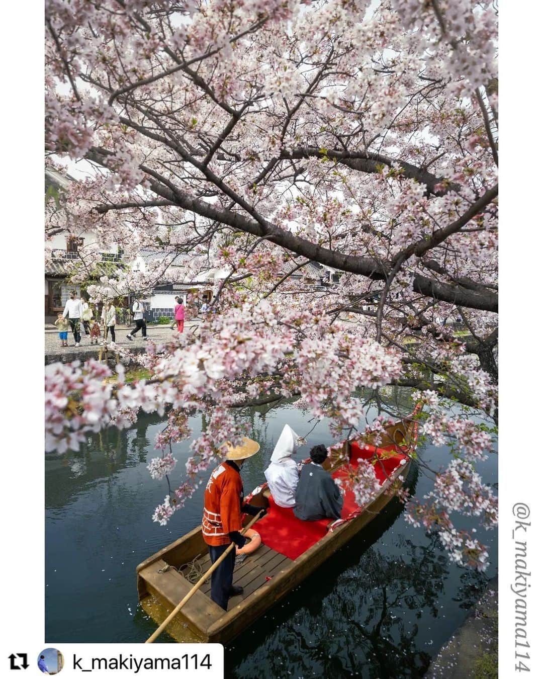 倉敷市さんのインスタグラム写真 - (倉敷市Instagram)「#クラシキブンカ に投稿された作品からいいなと思う作品をリポストさせてもらっています。  @k_makiyama114さんの作品です。 よろしくお願いします。  #Repost @k_makiyama114 with @use.repost ・・・ ★☆Today's photo📸 【Location】Okayama/Japan🎌 【Date】April 2nd, 2023. 【Camera】NikonZfc 【Lens】Pergear12mm f2 【Edit】Lightroom  * ～ 祝言 ～ * * * ____________________________ #hellofrom #okayama #japan * #倉敷 #倉敷美観地区 * #桜 #sakura #sakura🌸 * #春 #spring #springflowers * #おかやまハレ旅 #おかやまハル旅 #find_new_okayama #クラシキブンカ ____________________________ * 【 撮影後記的なヤツ…φ(..)ﾒﾓﾒﾓ 】 * 桜🌸の咲いている時期に美観地区へ 行ったのは何気に初めてでした😃 * * 春になるとInstagram等でよく見かける この景色ですが、実際に現地へ行くまで 「ここ、桜の木って本当にあったっけ？」と ずっと半信半疑だったのは内緒の話です🙄w」4月7日 20時17分 - kurashiki_city