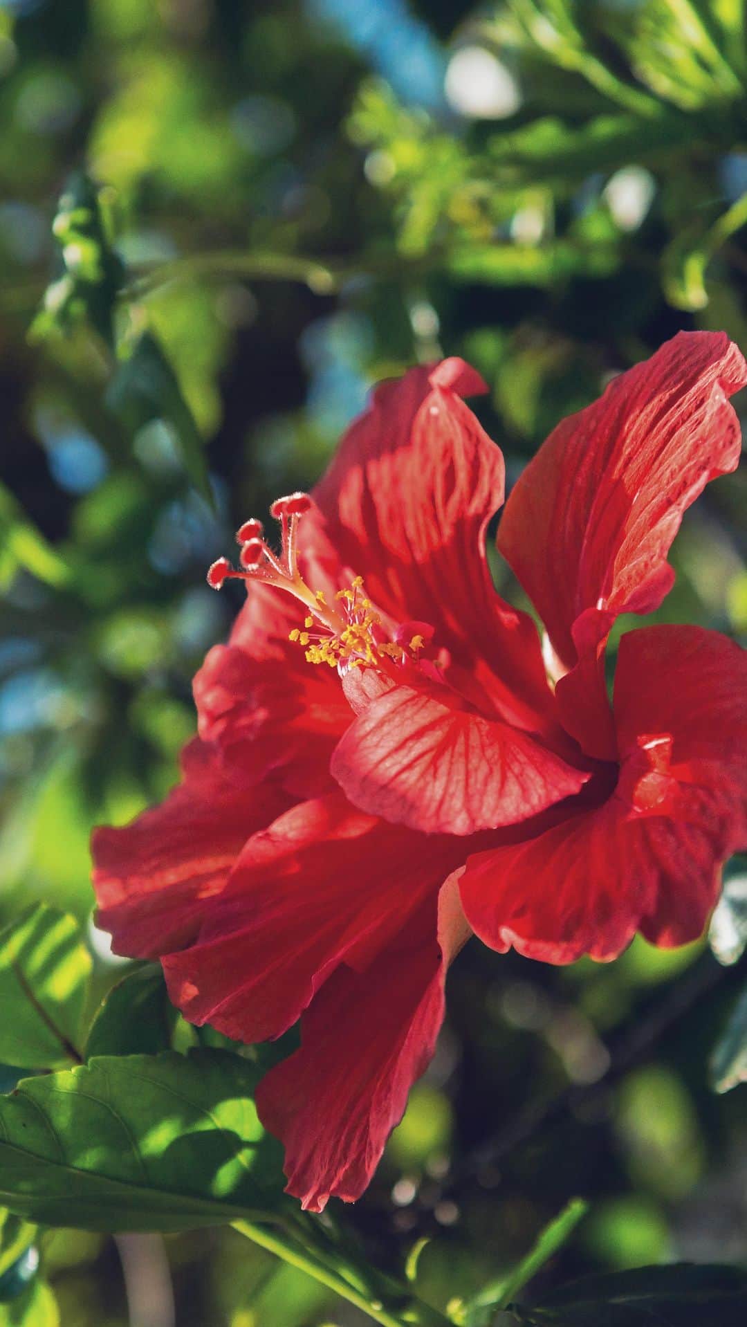 Be.okinawaのインスタグラム：「Flowers of Okinawa 🌺  The subtropical climate of Okinawa means that the islands are filled with seasonal blooms throughout the year. While many can be seen out in the wild. Link in bio. #okinawa #japantravel #explorejapan #flowersofokinawa #blooming #exploreokinawa #lilies #cherryblossom #sunflowers」