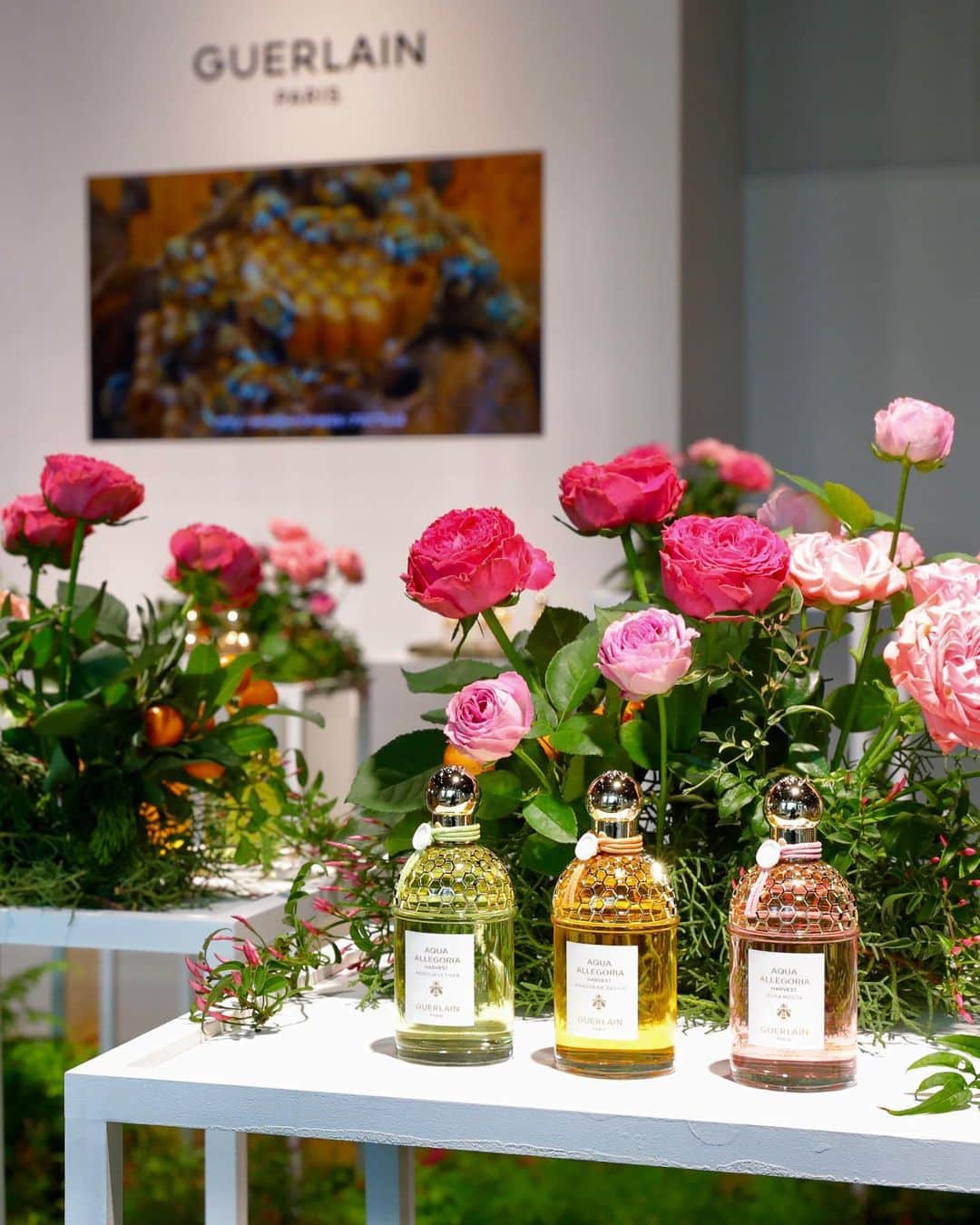 Roseさんのインスタグラム写真 - (RoseInstagram)「Guerlain “AQUA ALLEGORIA” New Fragrance🥀  ゲランの上品で魅力的な香りのフレグランスはどれも素敵でした✌︎  @guerlain  #ゲラン #アクアアレゴリア」4月7日 20時38分 - rose_0507_