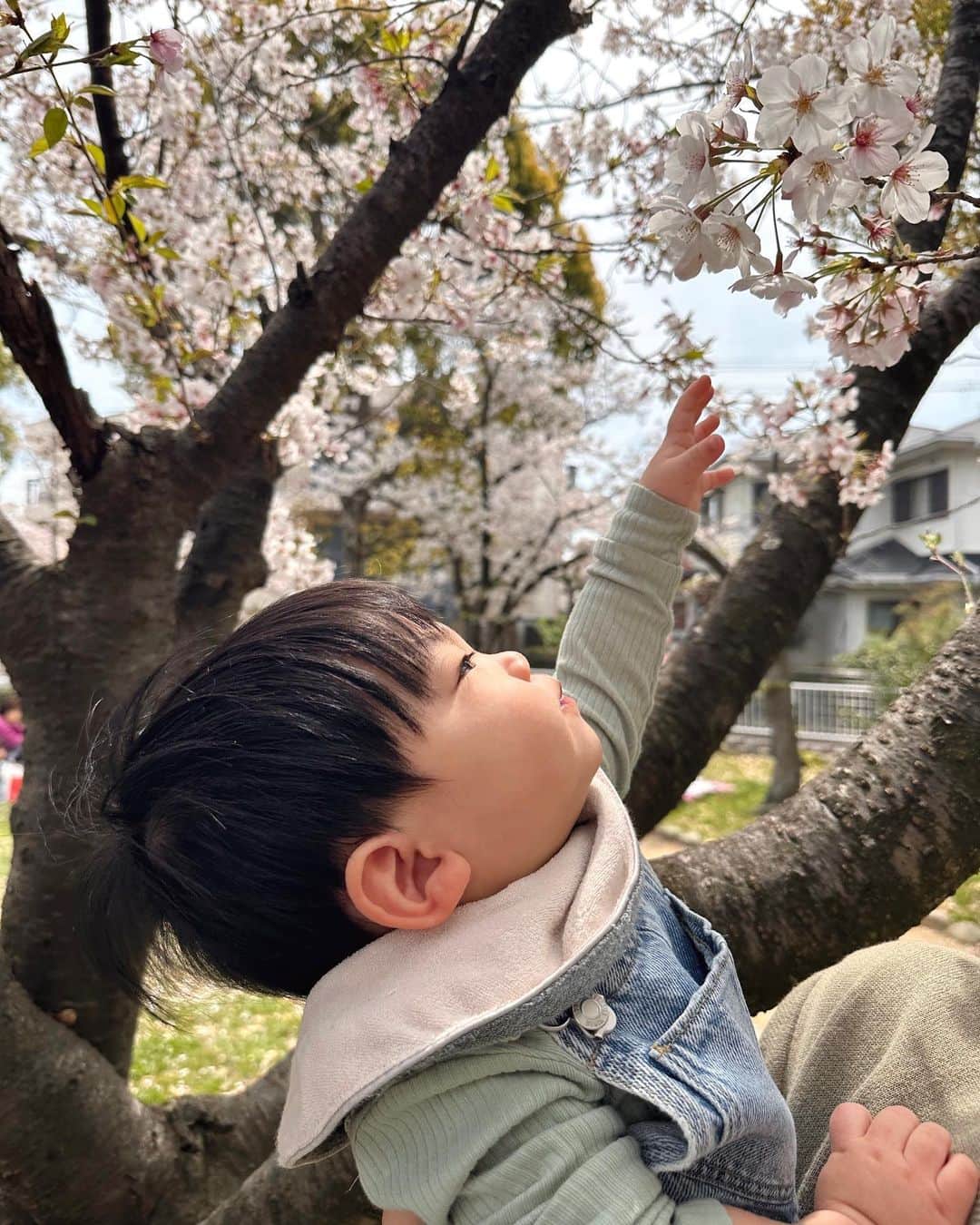 畑有里紗さんのインスタグラム写真 - (畑有里紗Instagram)「家族3人でお花見した日👨‍👩‍👦🌸  1年前の桜の時期はまだお腹の中にいたのに今年はこうやってお座りして一緒にご飯食べられるなんて🥹 👶🏻の成長ってすごいなぁぁ♡  のびのびと楽しそうにしている息子を見ながら美味しいもの食べてゆっくり過ごせて幸せのひと時でした🫶  コーデはみんな👖×ミントグリーンで合わせたよ😉  @sho_arii.family  #お花見#3人家族#息子#となのいる生活#男の子ベビー#男の子ママ#男の子パパ#赤ちゃんのいる生活#満開の桜#満開」4月7日 20時43分 - arii_m36