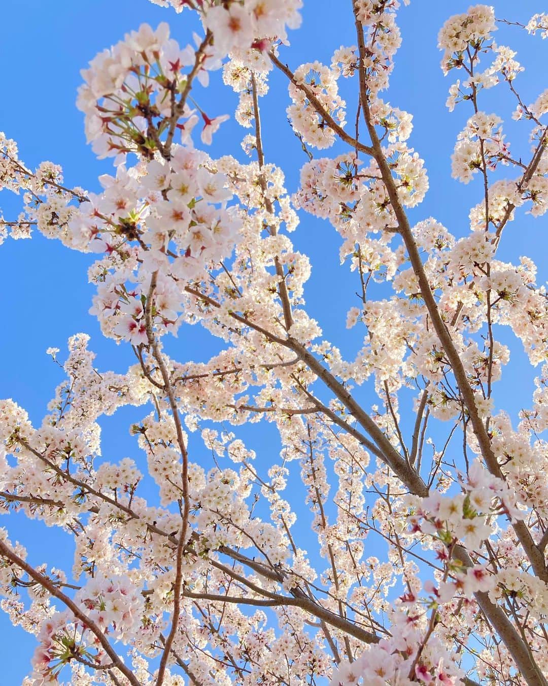 伴都美子さんのインスタグラム写真 - (伴都美子Instagram)「✔️ ⁡ 今年の桜も綺麗でした🌸 ⁡ ⁡ #2023 #春 #🌸🌸🌸🌸」4月7日 11時50分 - van._doasinfinity