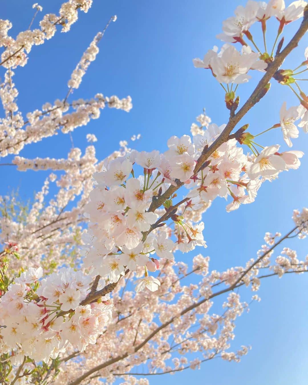 伴都美子さんのインスタグラム写真 - (伴都美子Instagram)「✔️ ⁡ 今年の桜も綺麗でした🌸 ⁡ ⁡ #2023 #春 #🌸🌸🌸🌸」4月7日 11時50分 - van._doasinfinity