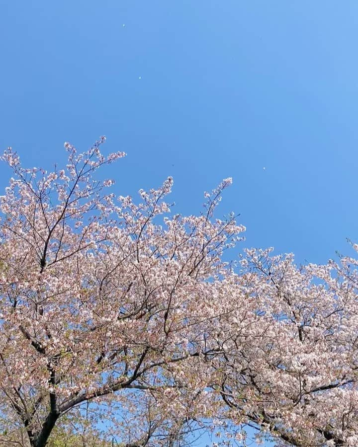 伴都美子のインスタグラム：「✔️ ⁡ 今年の桜も綺麗でした🌸 ⁡ ⁡ #2023 #春 #🌸🌸🌸🌸」