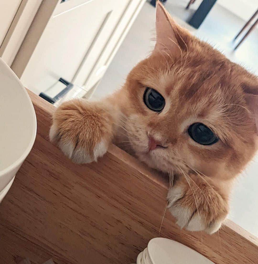 Aww Clubさんのインスタグラム写真 - (Aww ClubInstagram)「When my meal is 5 minutes late ...   @bo.thebrit   #meowed #cutecat #cat #gingercat #BSH #food #foodie #hungrycat #feedme」4月7日 12時00分 - meowed