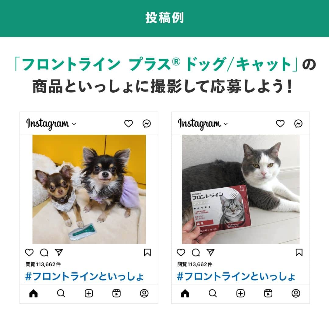 PECOねこ部さんのインスタグラム写真 - (PECOねこ部Instagram)「豪華賞品が当たる！【#フロントラインといっしょ Instagram投稿キャンペーン】🎉✨ . 「フロントライン プラス® キャット」の商品といっしょにネコちゃん🐱の写真を「 #フロントラインといっしょ 」のハッシュタグをつけて投稿すると、豪華賞品が当たる🎁キャンペーンを開催✨ . 暖かくなり、ノミ・マダニが活発に活動し始めるシーズンになりました。ネコちゃん🐱のノミ・マダニ対策はお済みですか？「うちのネコちゃんは室内飼いだから...」と対策をしなくても安全だと思っていませんか❓無縁だと思っている、いや～な虫たち。実は、どんなに気を使っていても、寄生のリスクはゼロではありません。 . 「フロントライン プラス® キャット」はわずか24時間でノミの成虫を駆除！さらには、ノミの卵のふ化、幼虫の成長もブロック！もちろんマダニも48時間でしっかり駆除します。この機会に、「フロントライン プラス® キャット」でノミ・マダニ対策をして豪華賞品🎁をGETしよう！（⚠️ハッシュタグはお間違えのないよう、お気をつけください💡） . ＜キャンペーン概要＞ ■応募期間 2023年4月7日（金）〜7月31日（月） . ■応募方法 ①お近くの動物病院、またはネットで「フロントライン プラス® キャット」をご購入（現在使用中の商品でもOK） ②商品といっしょにネコちゃんの写真を撮影し、「 #フロントラインといっしょ 」のハッシュタグをつけて投稿※商品の画像はパッケージ、中身どちらでも可  ■賞品 🐱 　⭐️【petyes 床冷暖房付きROOM】 1名様 　⭐️【FUJIFILM Prints&Gifts 写真プリントで作るオリジナルマグカップ】 3名様 　⭐️【icat UTTORAJI 夢心地なマッサージブラシ しまネコ】 10名様　※お色は選べません . ■プレゼント当選について 当選者の方のみに、PECO公式Instagramアカウント「 @pecodogs 」または「 @pecocats 」からダイレクトメッセージにてご連絡いたします。あらかじめ、受信設定のご確認をお願いいたします。 . ■応募規約については、こちらをチェック🔍 https://peco-japan.com/88744 たくさんのご応募、お待ちしております🐾 ［PR：ベーリンガーインゲルハイム アニマルヘルス ジャパン］」4月7日 12時00分 - pecocats