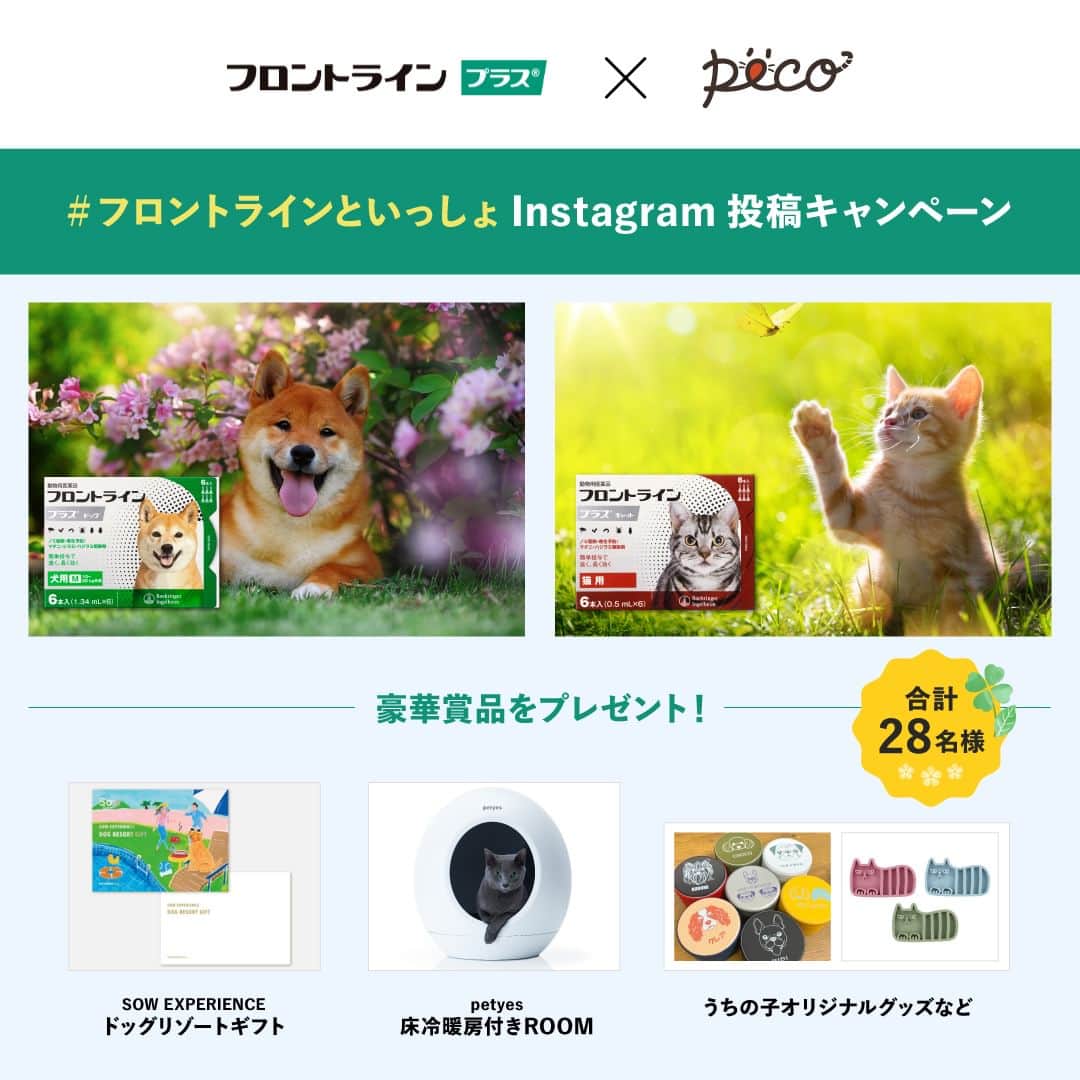 PECOねこ部のインスタグラム