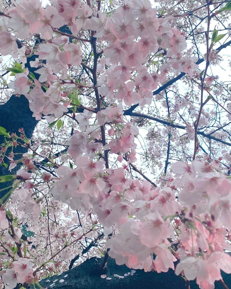 ほしのあすかのインスタグラム：「🌸🌼🌼🌸💐🌷🎁」