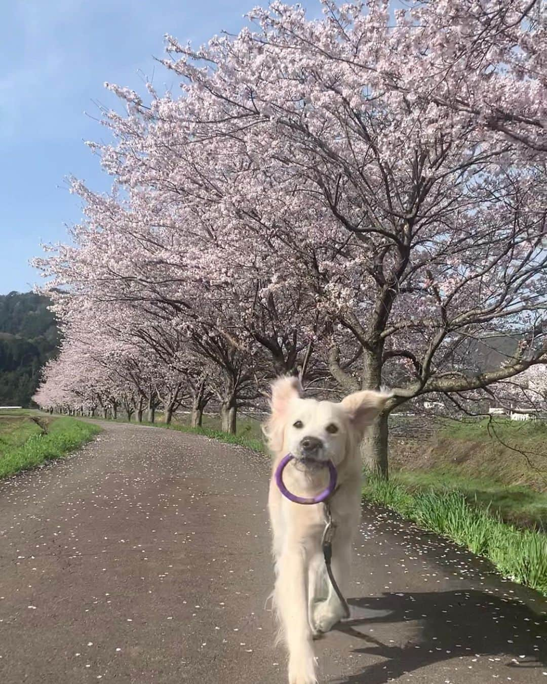 P太郎ママのインスタグラム