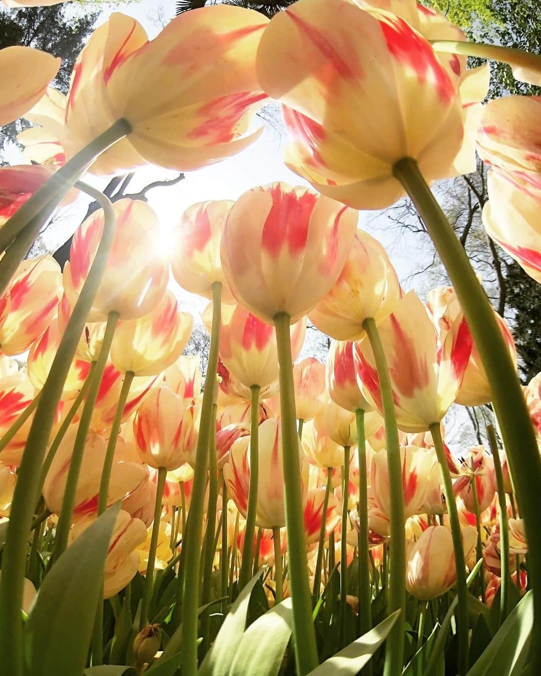 masayaさんのインスタグラム写真 - (masayaInstagram)「イスタンブール チューリップフェスティバル 5年前 トルコ Istanbul Tulip Festival 2018  Gulhane Park ギュルハネ公園 トルコはチューリップの原産地です。」4月7日 12時17分 - moonlightice