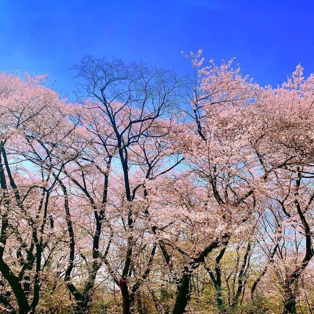 デヴィ・スカルノさんのインスタグラム写真 - (デヴィ・スカルノInstagram)「毎年やってくる 季節の変わり目、 冬が収束を向かえ、 春一番が吹いて 木々が芽吹き、 桜が開花し、 心地よい 風を感じた時、 今年も 春がきたな～と 感じます。 コロナの収束とともに、 海外の仕事が 増え、 それに加え プライベートでも 海外旅行に 行っておりましたので、 今年は お花見に 行けませんでした。 毎年、 マイファミリーの ワンちゃんと 代々木公園に、 お花見に行くのが、 恒例でしたので 今年は行けずに 残念。 今年の東京の桜は 満開の頃、 雨降りが 続き、 残念ながら 散ってしまった桜も 多かったはず。 今はもう 葉桜となって しまいました。 これから 見頃を迎える皆さま、 美しい 桜の季節を お楽しみ くださいませ」4月7日 12時19分 - dewisukarnoofficial