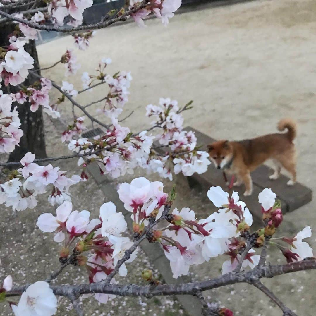 柴犬はなこ Shibainu Hanakoさんのインスタグラム写真 - (柴犬はなこ Shibainu HanakoInstagram)「🌸と🐕 こっち見ないねぇ〜〜〜😂 今日から新学期！娘ちゃんは小学校最後の学年になりました。どんな1年になるのかなー #shiba #shibainu #dog #犬 ＃柴犬」4月7日 12時19分 - kiki_beee