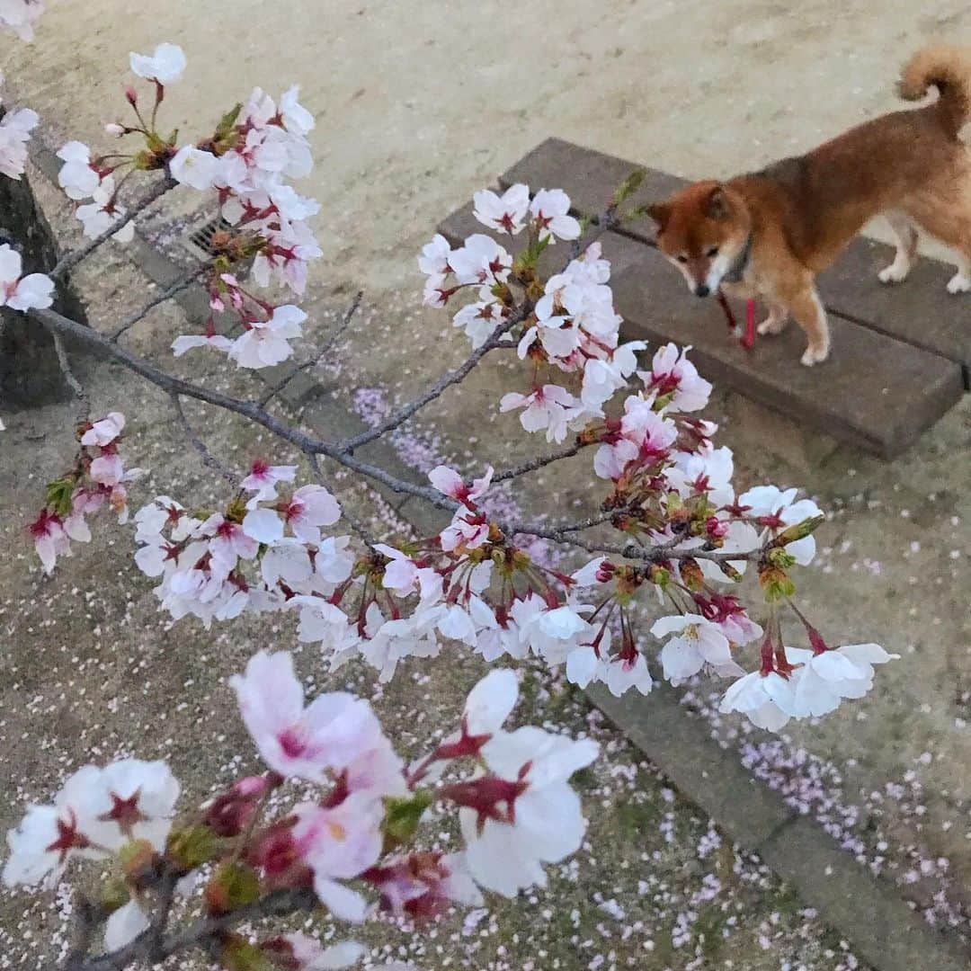 柴犬はなこ Shibainu Hanakoさんのインスタグラム写真 - (柴犬はなこ Shibainu HanakoInstagram)「🌸と🐕 こっち見ないねぇ〜〜〜😂 今日から新学期！娘ちゃんは小学校最後の学年になりました。どんな1年になるのかなー #shiba #shibainu #dog #犬 ＃柴犬」4月7日 12時19分 - kiki_beee
