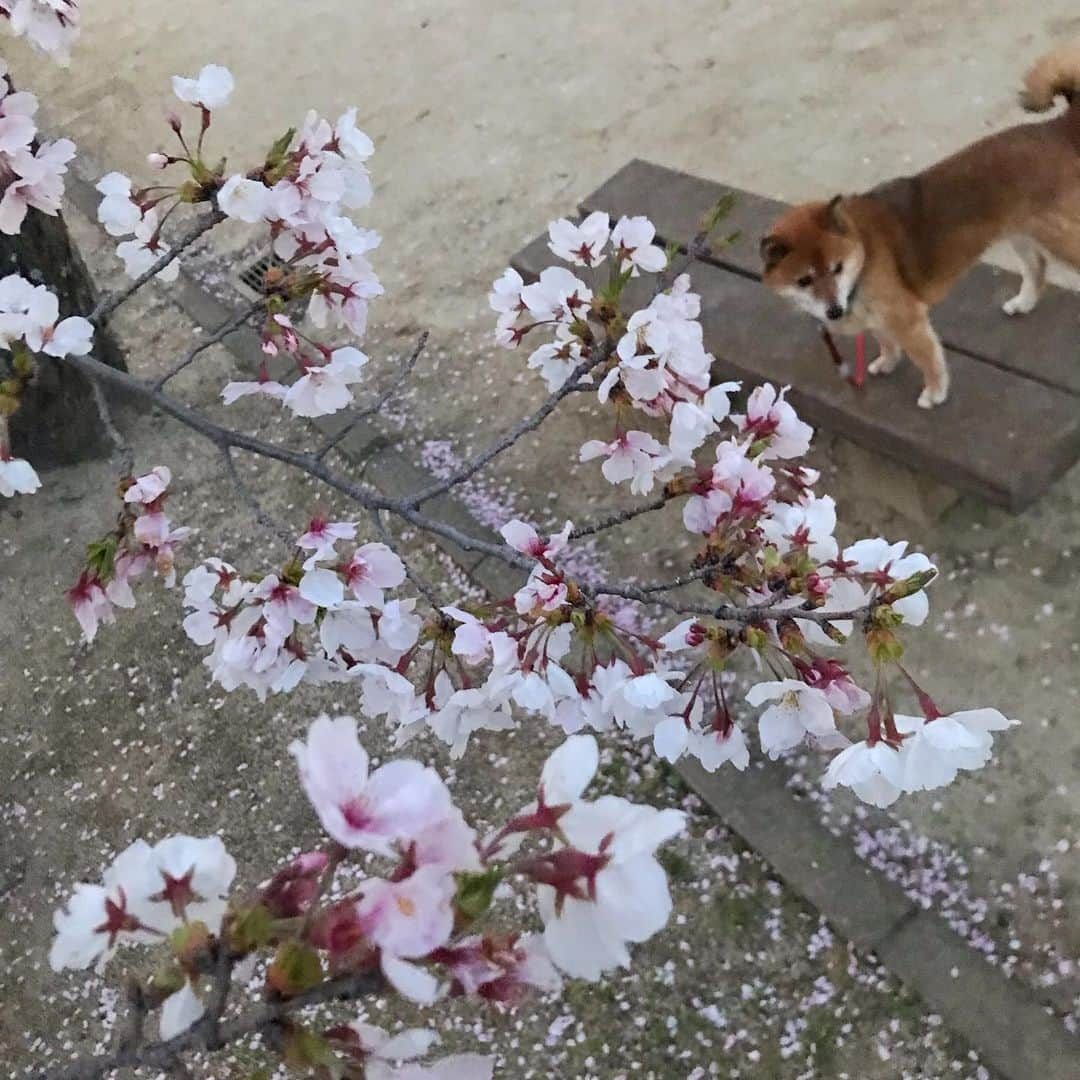 柴犬はなこ Shibainu Hanakoさんのインスタグラム写真 - (柴犬はなこ Shibainu HanakoInstagram)「🌸と🐕 こっち見ないねぇ〜〜〜😂 今日から新学期！娘ちゃんは小学校最後の学年になりました。どんな1年になるのかなー #shiba #shibainu #dog #犬 ＃柴犬」4月7日 12時19分 - kiki_beee