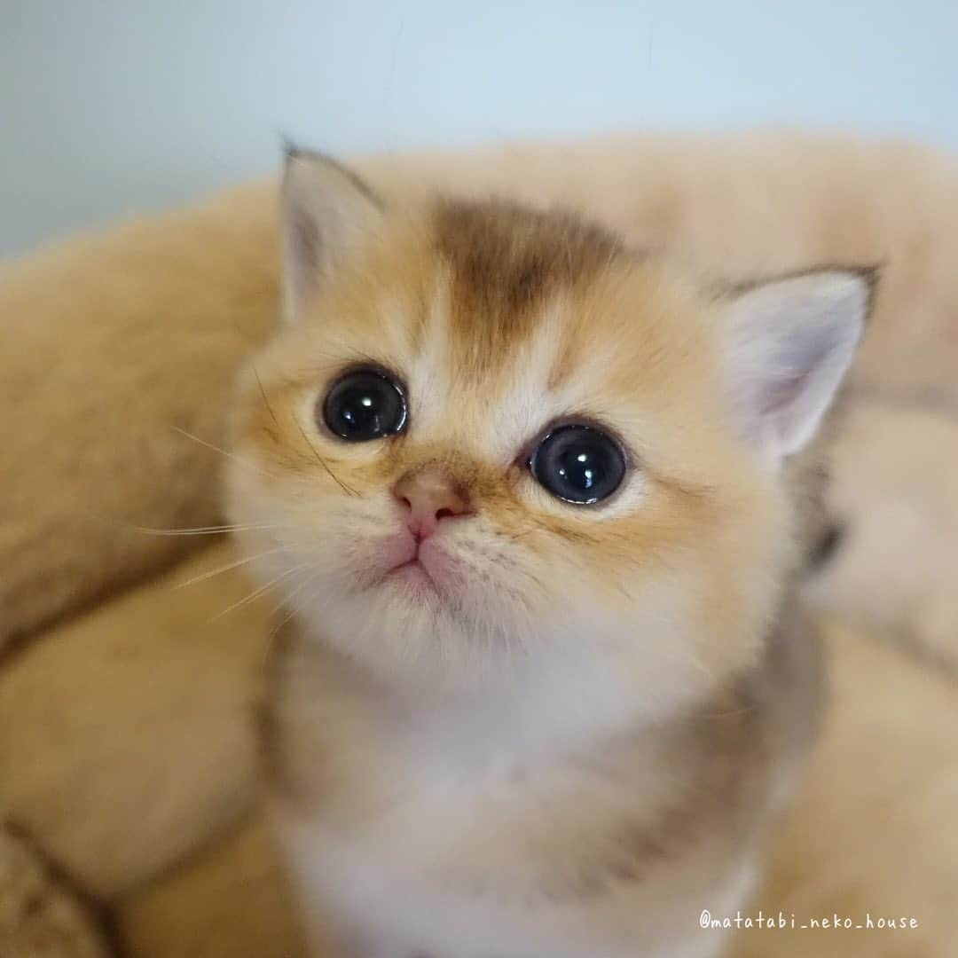 旅猫かあさんのインスタグラム：「🌞BABY CAT  #またたび猫ハウス  #猫ブリーダー #子猫販売  #britishshorthair #britishshorthairkittens #britishshorthaircat #cutepetclub #my_loving_pet #catsofgram #bestmeow #bestcats_oftheworld #cat_features #meowsandwoofs #kittensofinstagram #adorable #excellent_cat #igcutest_animals #cat  #instacat #kitten #dailymeow」